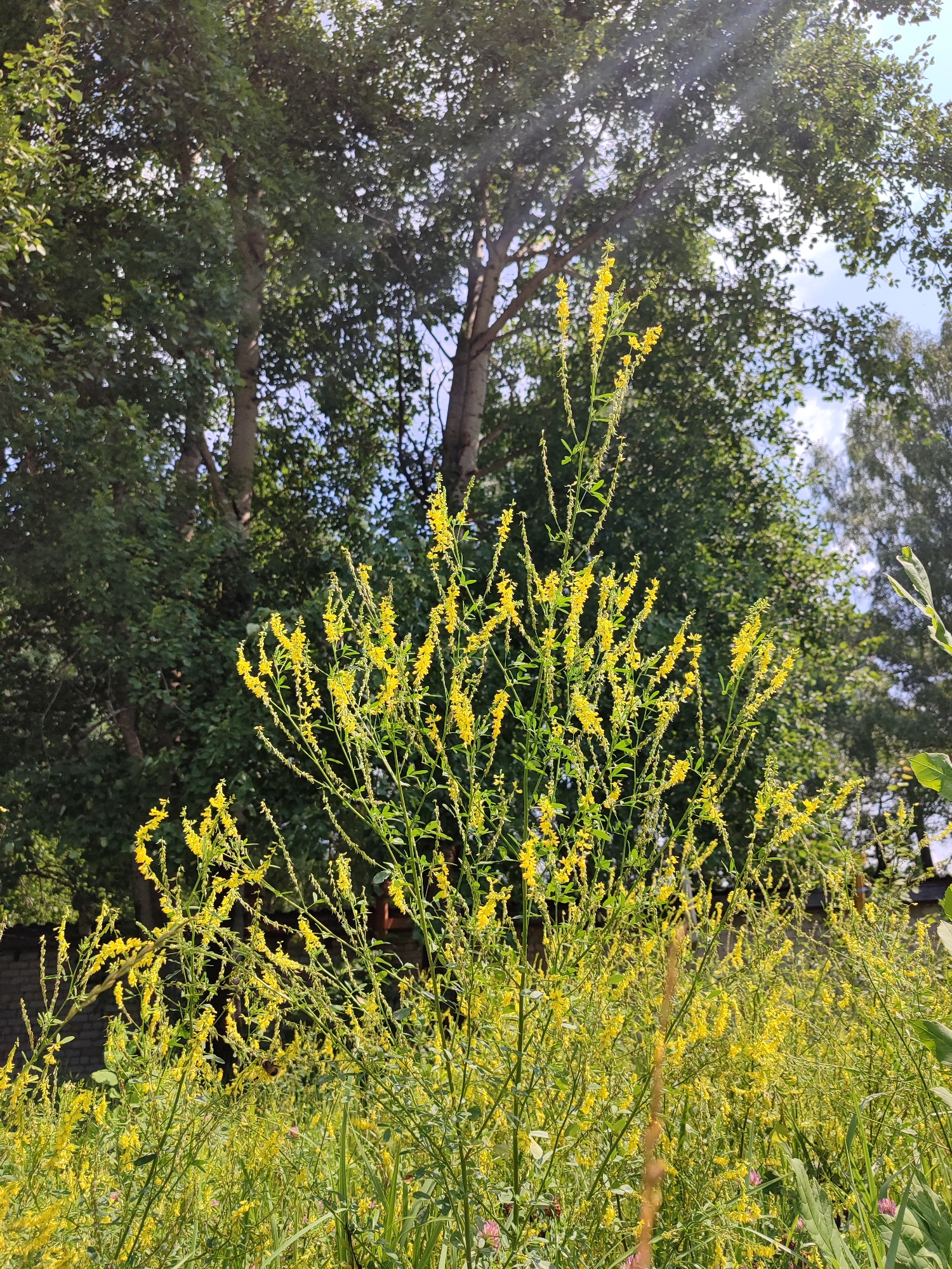 A cluster of yellow flowers in bloom is centered in the foreground of the image, with green foliage and trees in the background. The sky is visible behind the trees and flowers, with some clouds. The scene is outdoors, likely in a park or natural area. There are no people visible in the image. The flowers are small and numerous, arranged in spikes along thin green stems. Sunlight is filtering through the trees, creating bright spots and shadows.