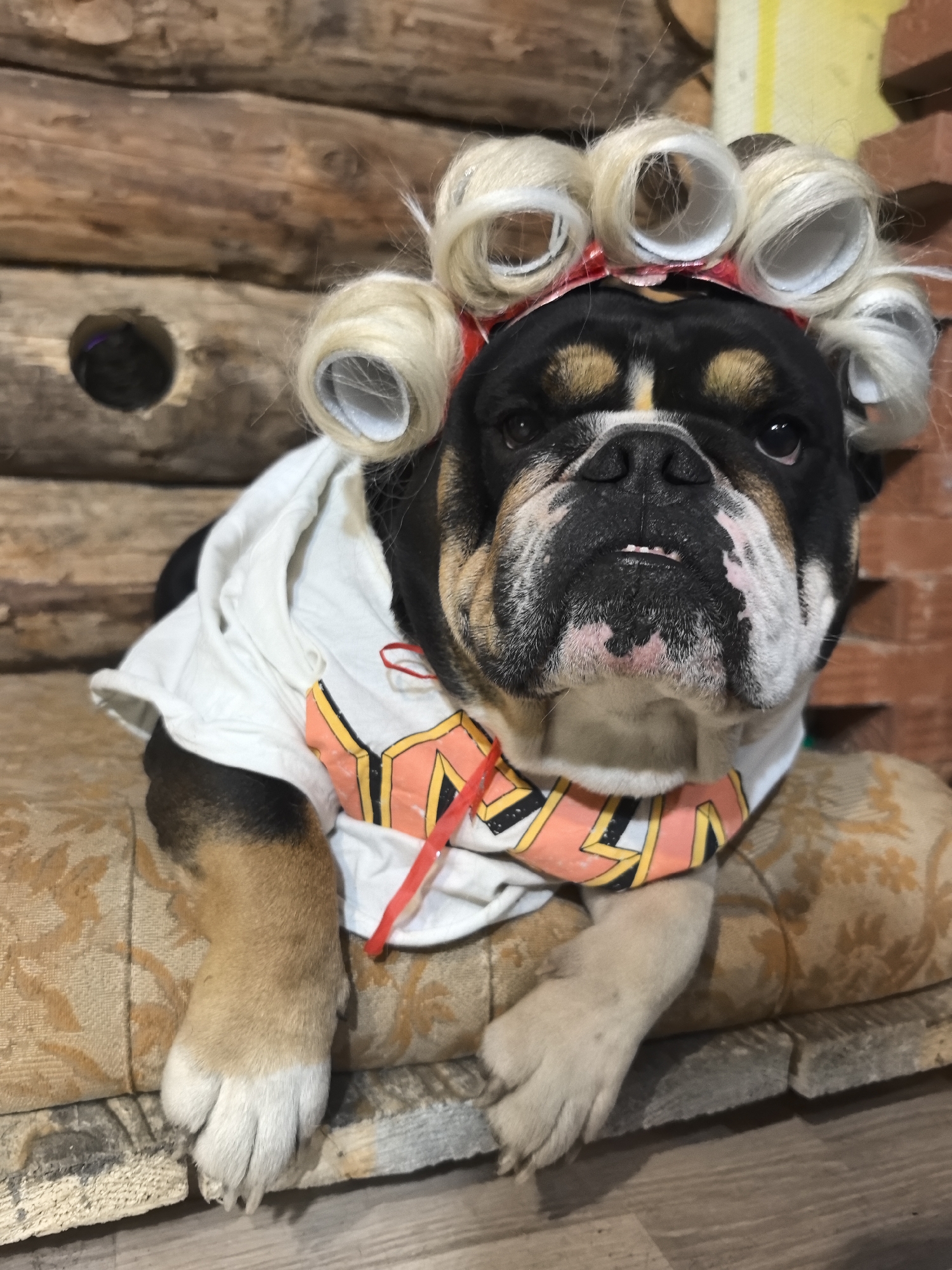 A bulldog is photographed indoors in Noviy, Russia. The dog wears a white t-shirt and a red and orange collar. It has hair curlers around its head. The dog lies on a patterned cushion on top of a wooden platform. The backdrop consists of wood logs and a brick wall.