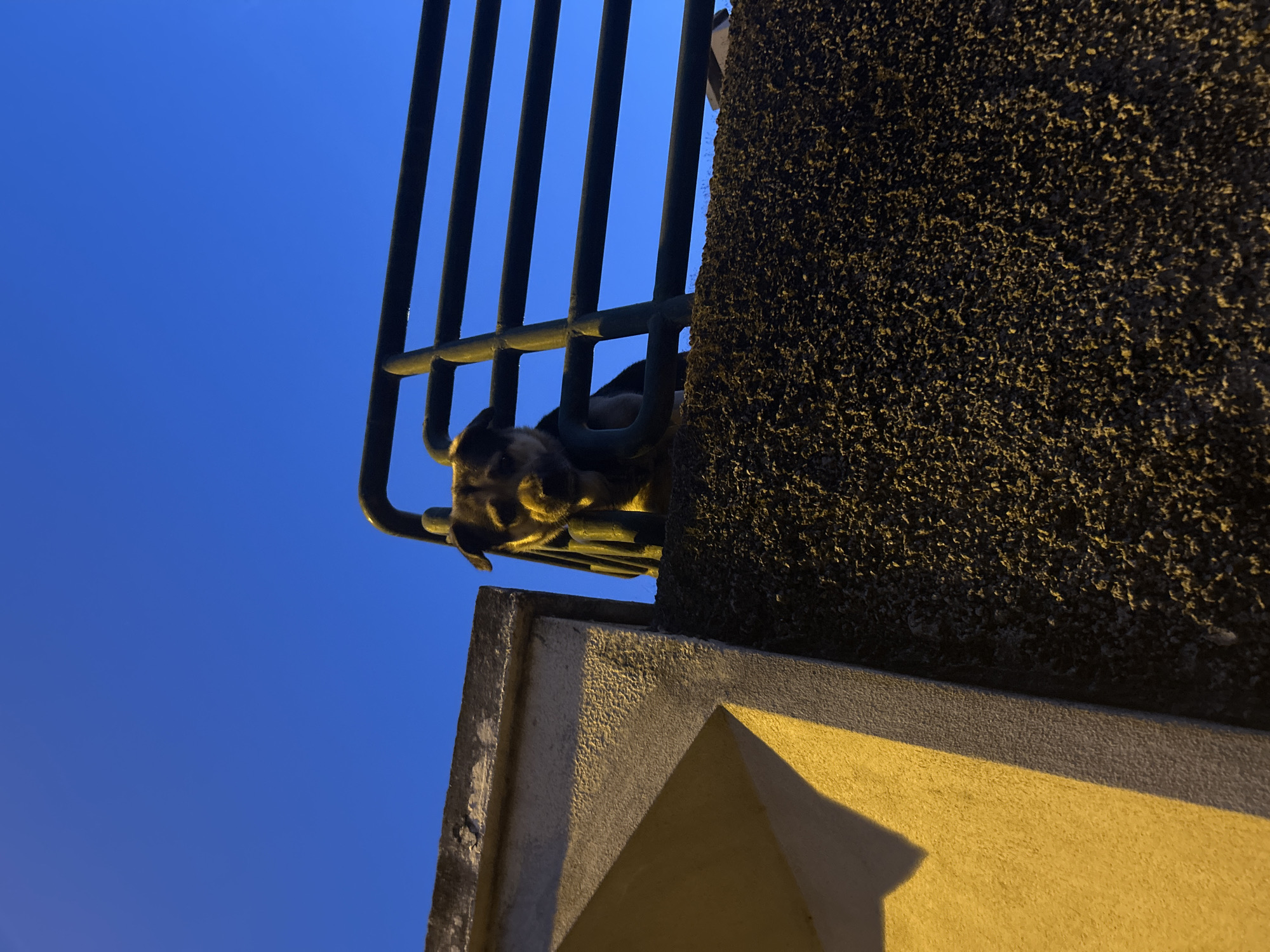 A low-angle shot reveals a cat perched precariously on a wrought-iron balcony, its head visible between the bars. The balcony is attached to a textured wall that appears to be a part of a building, with a portion of a concrete structure visible below. The sky in the background is a deep blue, suggesting either twilight or night with artificial lighting. The location is suggested to be Câmara de Lobos, Portugal.