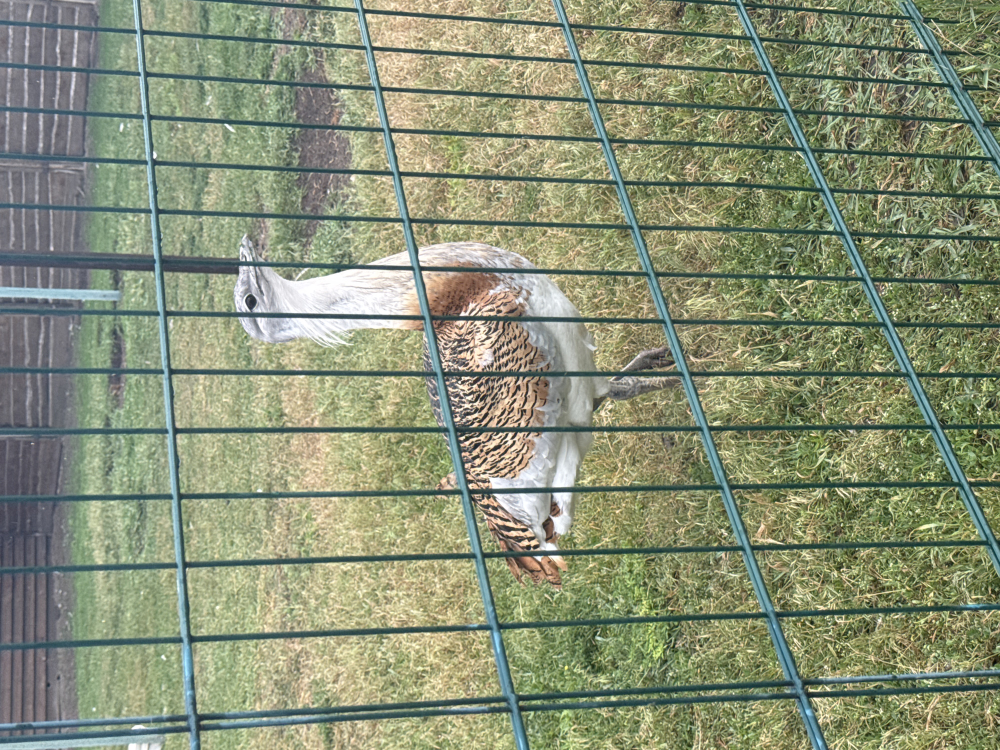 A great bustard is standing in a grassy enclosure behind a green metal fence. The bird has a light gray head and neck with a crest of fine feathers. Its body is predominantly white with patterned brown and black markings on its back and wings. The enclosure appears to be outdoors, with dry grass and some patches of greener vegetation visible. In the background, there is a wooden fence and more greenery. The image was taken in Zaliznychne, Ukraine.