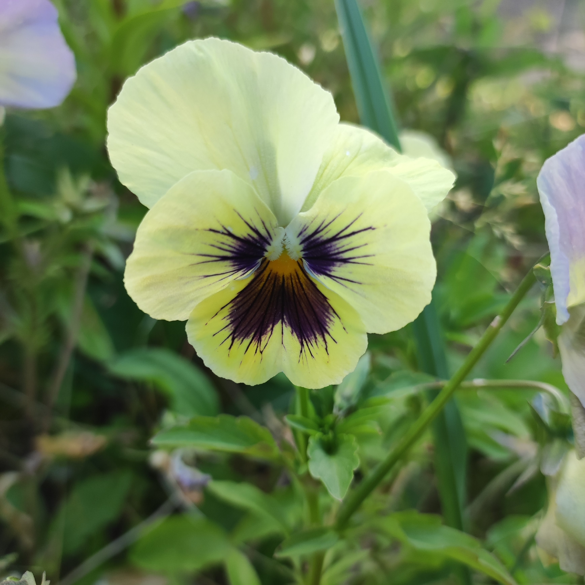 A close-up shot focuses on a single, pale yellow pansy in bloom. The flower's petals are delicate and slightly ruffled, with a prominent dark purple and black marking at its center, radiating outwards like veins. A small, bright yellow stamen is visible deep within the dark markings. The pansy is surrounded by lush green foliage, with hints of other flowers, including a blurred pale purple pansy to the left and another partially visible pale flower to the right, suggesting a garden setting. The background is a soft bokeh of green, indicating a shallow depth of field, which keeps the central flower sharp and in focus. The lighting appears natural, suggesting it was taken during the daytime, possibly on a bright but not harsh day. The image evokes a sense of natural beauty and tranquility. There is no visible text. The location context is Navoloki, Russia.