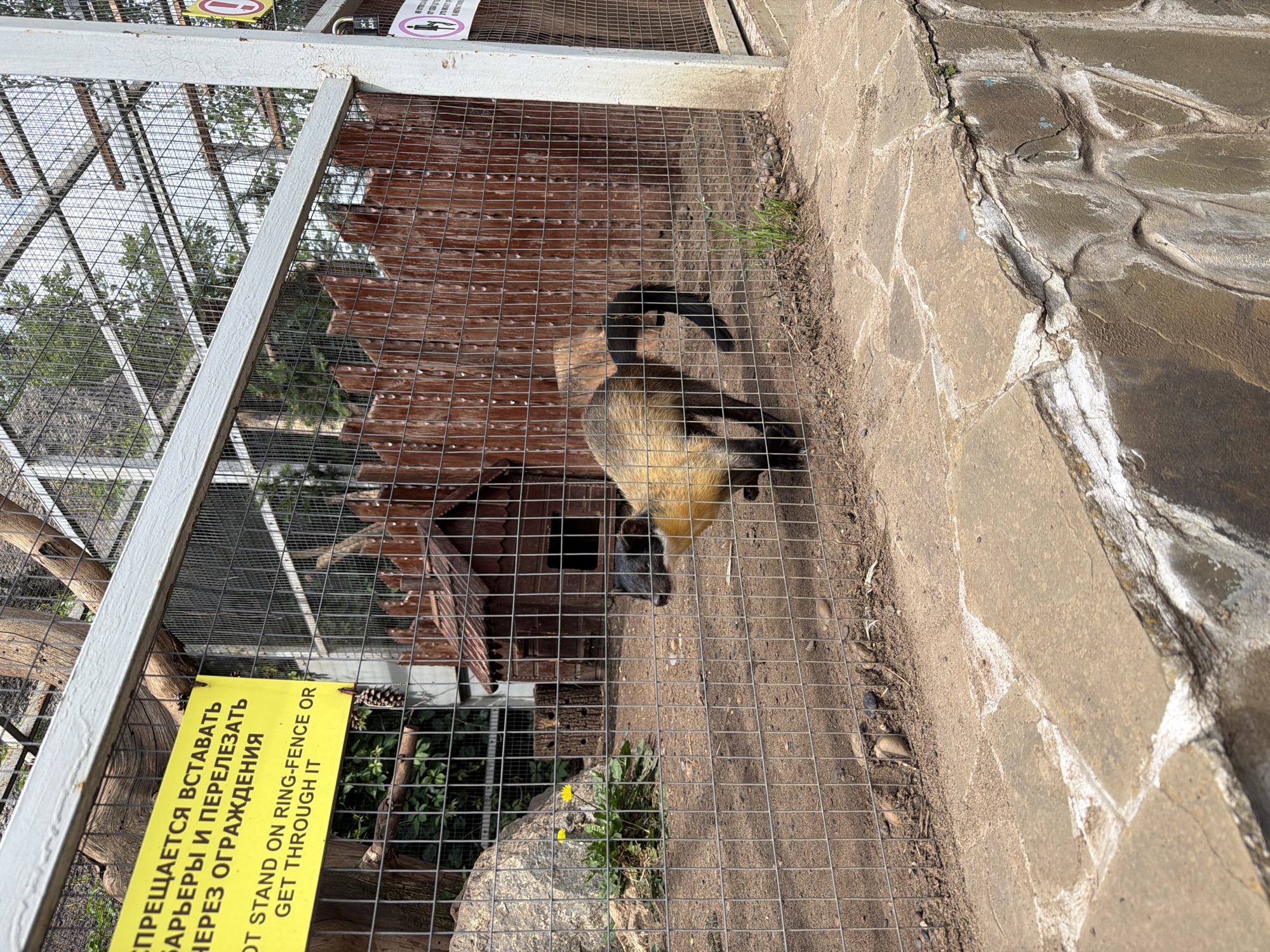 The image shows an enclosure at the Izhevsk Zoo in Izhevsk, Russia. A yellow-colored animal, possibly a marten or sable, with dark brown or black markings on its head and legs, is visible inside a metal mesh enclosure. The animal is standing on sandy ground, and in the background, there is a wooden structure that appears to be a shelter or den. There is also a rocky area with some greenery, including yellow flowers. A wooden fence is present within the enclosure. A sign with text in Russian and English is attached to the fence, warning visitors not to stand on or go over the fence. The enclosure is surrounded by a larger metal fence and a stone wall in the foreground.