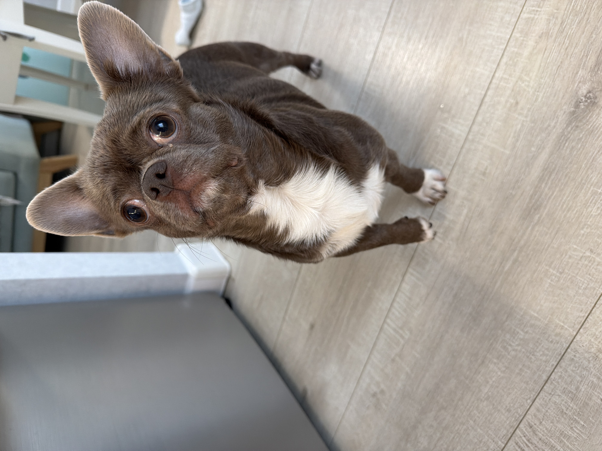 A small, short-haired dog, resembling a Chihuahua, is the central subject of this indoor photograph. The dog has brownish-grey fur with a distinctive white patch covering its chest and extending to its belly. It possesses large, dark, and expressive eyes, which appear slightly wet or reflective at the inner corners, conveying a look of curiosity or mild appeal. Its ears are erect and pointed, and its dark nose is visible.
The dog is standing on a light-colored wooden laminate floor, looking directly upwards into the camera, which is positioned from an overhead perspective. In the blurry background, a white piece of furniture or cabinetry is visible, along with the very top of a human foot clad in a white shoe. A smooth, grey surface, possibly a wall or another piece of furniture, occupies the lower left portion of the frame. The overall setting appears to be a domestic interior. No specific time of day is evident from the lighting, and there is no visible text. The location context given for the image is Votkinsk, Russia.