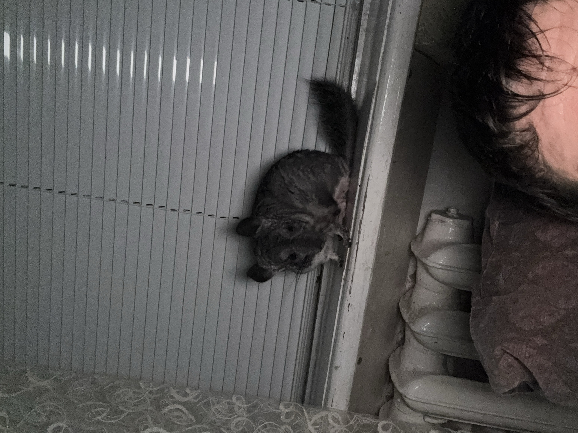 In Shakhty, Russia, a chinchilla is perched on a windowsill, its fluffy body and tail visible against horizontal blinds. The chinchilla is facing left, its dark eyes looking down. To the left of the chinchilla, a sheer curtain with a floral pattern drapes down. Below the windowsill, a white radiator is visible, partially obscured by a dark-colored, patterned fabric. The lower portion of the image shows the top of a person's head and forehead, with dark, messy hair. The lighting suggests it is either nighttime or the room is dimly lit.