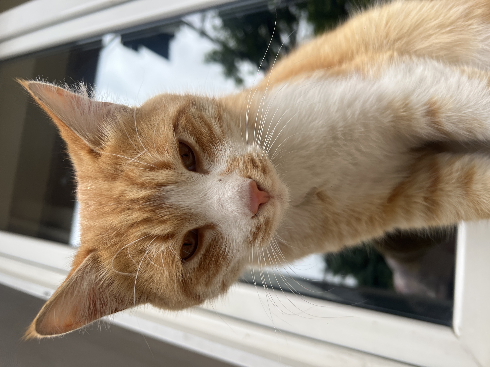 A ginger and white cat is looking down at the camera, likely from a window sill. The cat has light brown eyes, a pink nose, and white whiskers. The background is a blurry window and some indistinct reflections, possibly including trees. It is not possible to determine the location as Yerevan, Armenia based on this image.