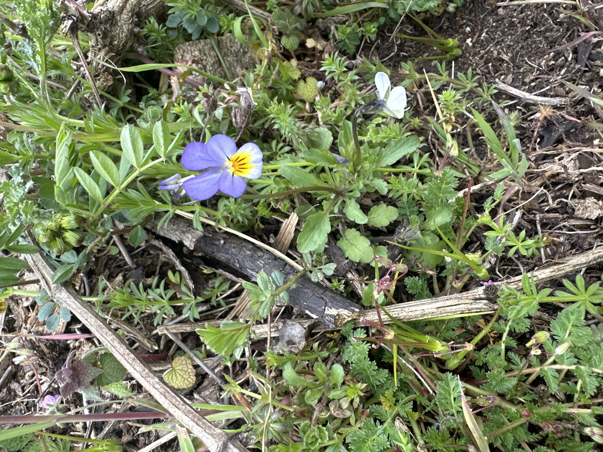 The image depicts a patch of ground covered with a mix of low-growing vegetation, including grasses, clovers, and other small plants. Two Viola flowers are visible: one with blue and yellow petals, and another with white petals. There are small pieces of wood scattered throughout the scene. The environment appears to be an unkempt garden or wild area. There is no indication of people, specific actions, or interactions. There is no information to suggest this image was taken in Pripek, Bulgaria.