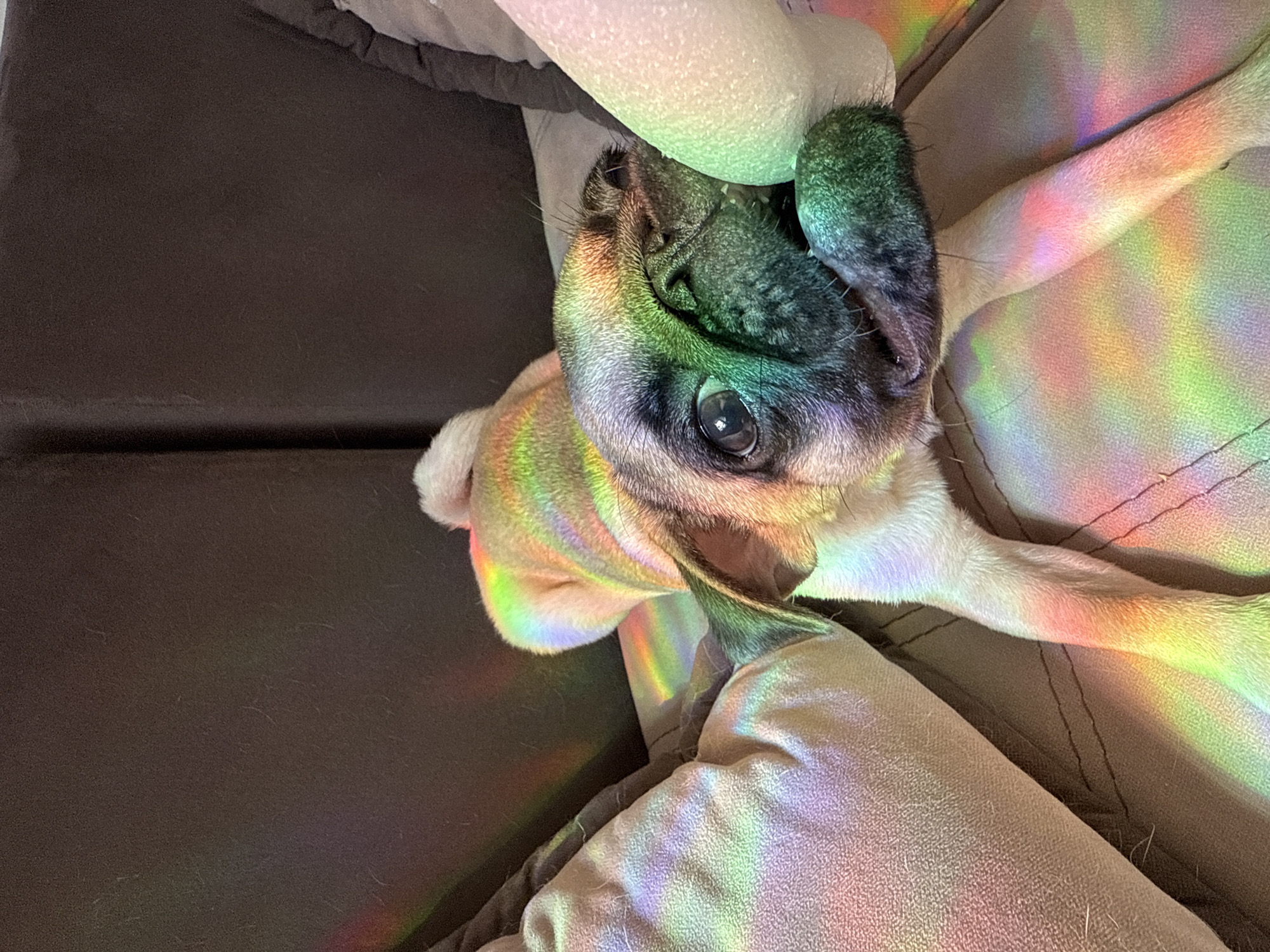 A close-up shot of a pug lying in a dog bed, with rainbow prism light reflecting off its face and body. The dog bed is gray and beige, and the background includes a dark brown sofa.