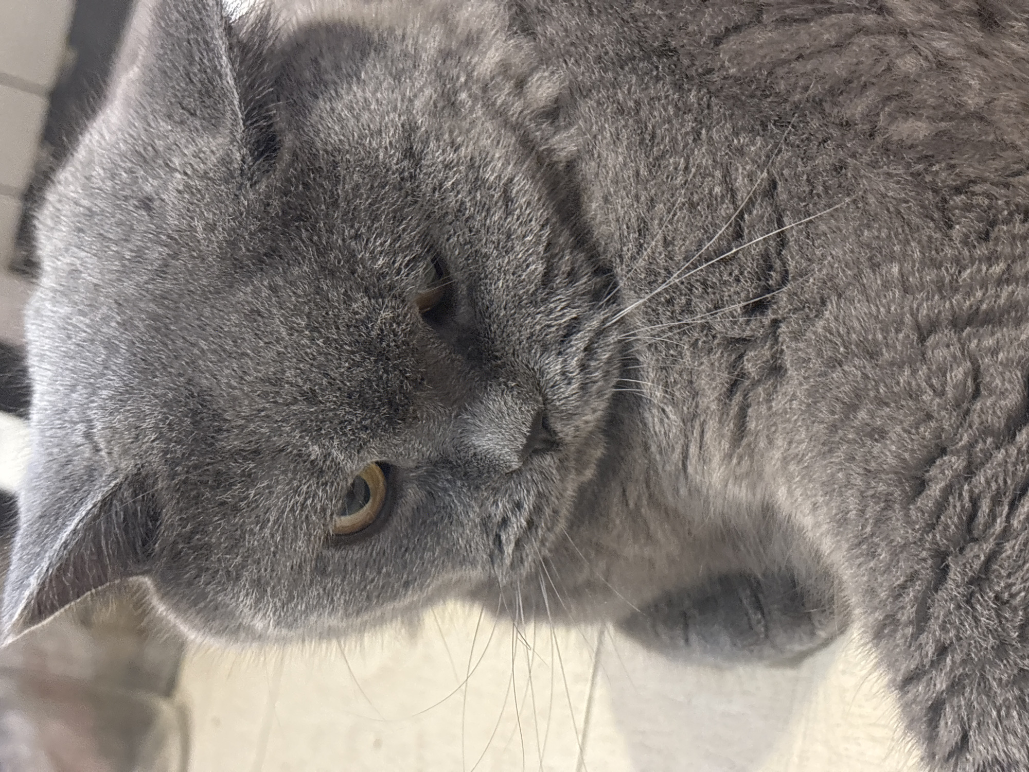 A close-up, high-angle shot captures a grey domestic cat, likely a British Shorthair, resting indoors. The cat's dense, plush grey fur dominates the frame, showcasing its soft texture. Its head is turned slightly to the left, with one warm amber-colored eye visible, looking downwards. The eye appears calm and relaxed, possibly in a state of contemplation. Several prominent, long white whiskers extend from the cat's muzzle. Soft, natural light illuminates the scene, highlighting the individual strands of fur. The background is out of focus, showing light-colored surfaces, possibly a floor, and some darker, indistinct areas. The image conveys a sense of tranquility and comfort. There is no visible text.