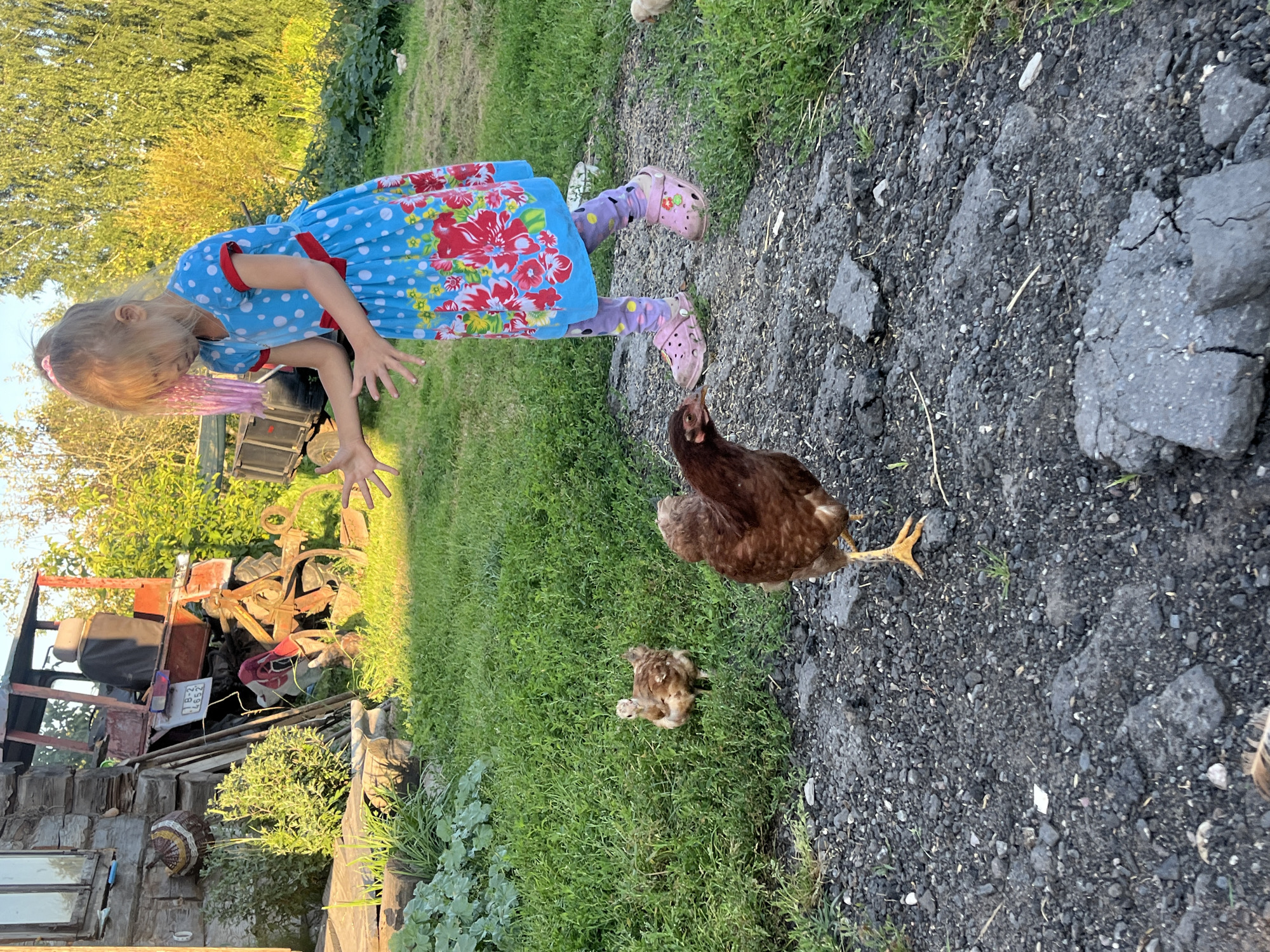 In a rural setting resembling Дунілавіцкі сельскі Савет, Belarus, a young girl with light-colored hair, sporting pink streaks, stands in the foreground. She wears a blue polka-dot dress adorned with a floral pattern and purple leggings with a similar design, paired with pink Crocs. Her hands are outstretched, seemingly interacting with chickens. Two chickens are visible in the scene: one brown and white speckled chicken on the left, and a darker brown chicken in the center, closer to the girl, pecking at the ground. The environment is characterized by a gravel path leading to a grassy area with some foliage. In the background, a rustic wooden building and a red tractor are present, suggesting a farm or homestead. The lighting indicates it is daytime, likely late afternoon given the warm tones and shadows.