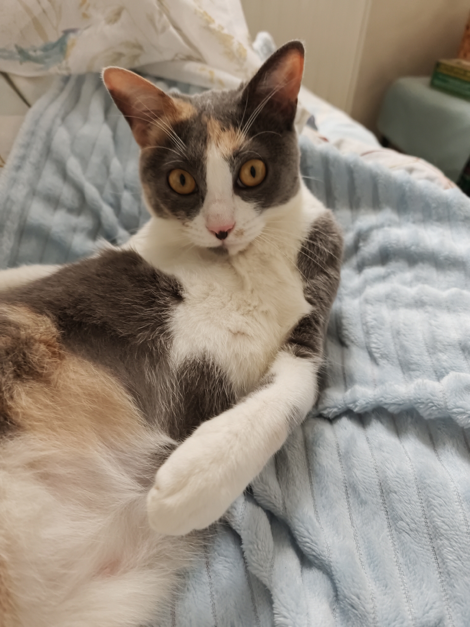 A calico cat with gray, white, and tan patches, and amber eyes, is lying on a blue fuzzy blanket. The cat is facing the camera, with its head slightly tilted and its front paws crossed. The background is out of focus, but appears to be a bed with a patterned comforter. The scene is indoors, likely in a residential setting in Sochi, Russia, given the user prompt. There are no people or interactions visible.
