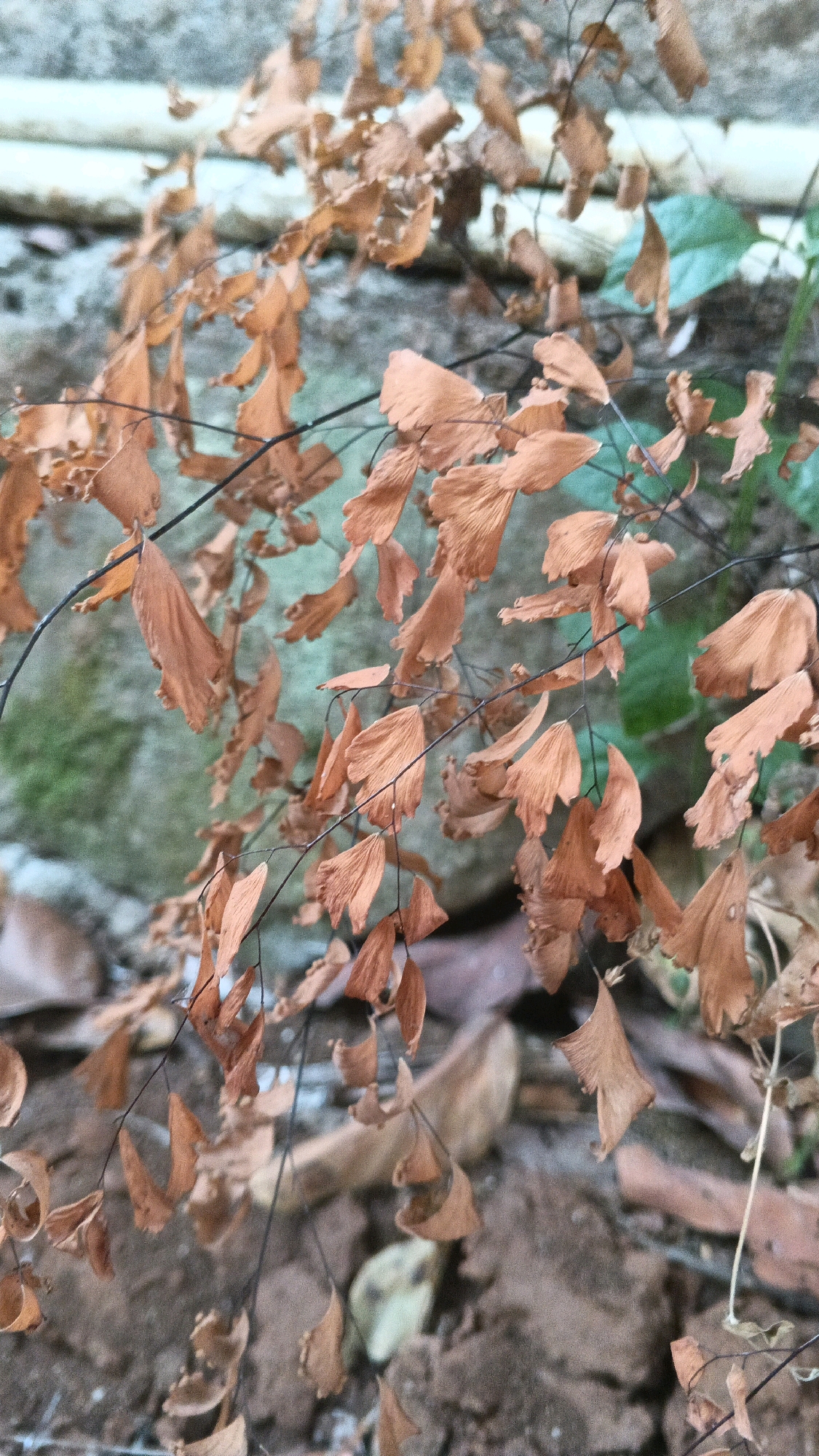 The image displays a close-up view of dried, brown fern leaves against a blurred background of a stone wall and ground. The leaves are delicate and curled, with visible veins. Some green foliage is present in the background, suggesting the ferns are part of a larger plant or garden. The overall impression is one of natural decay or dormancy. The image is located in Karangjati, Indonesia.