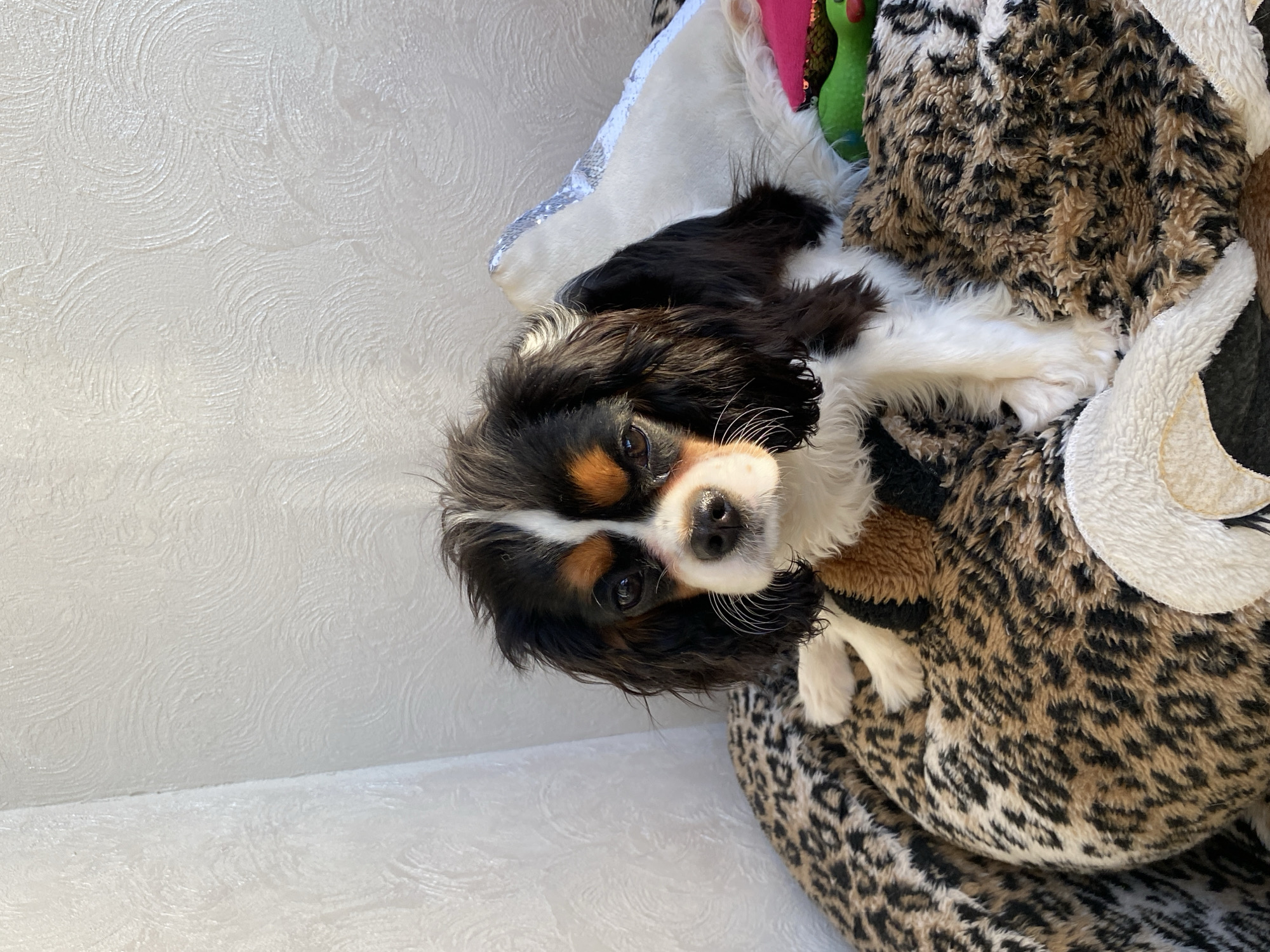 A Cavalier King Charles Spaniel is the central subject, positioned on a leopard-print pet bed. The dog has a tri-color coat of black, white, and tan. Its paws are visible, resting on the edge of the bed. Behind the pet bed is a textured white surface, possibly a wall or furniture. A silver pillow and colorful toys are subtly visible in the upper part of the frame. The image is taken from an elevated perspective with the subject slightly tilted. There is no indication of the scene being located in Votkinsk, Russia.