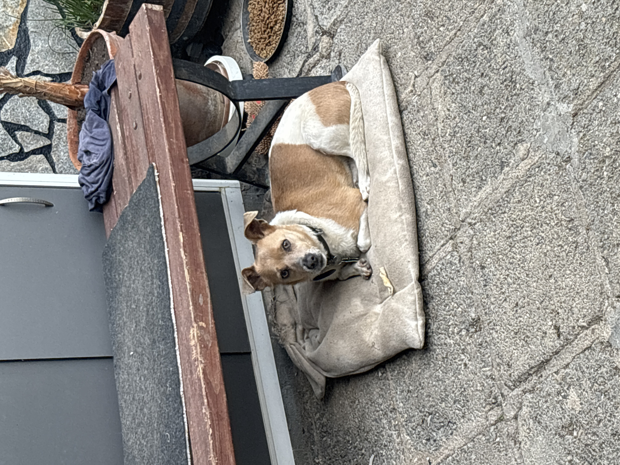 A medium-sized dog with tan and white fur rests curled up on a light-colored cushion. The dog wears a black collar and is looking directly at the camera. The setting appears to be outdoors, possibly in Novo Zhelezare, Bulgaria, based on the location. The ground is paved with gray stone tiles. To the left of the dog are a wooden structure and a section of gray siding. In the background, there's a potted plant and a metal barrel containing material that might be food.