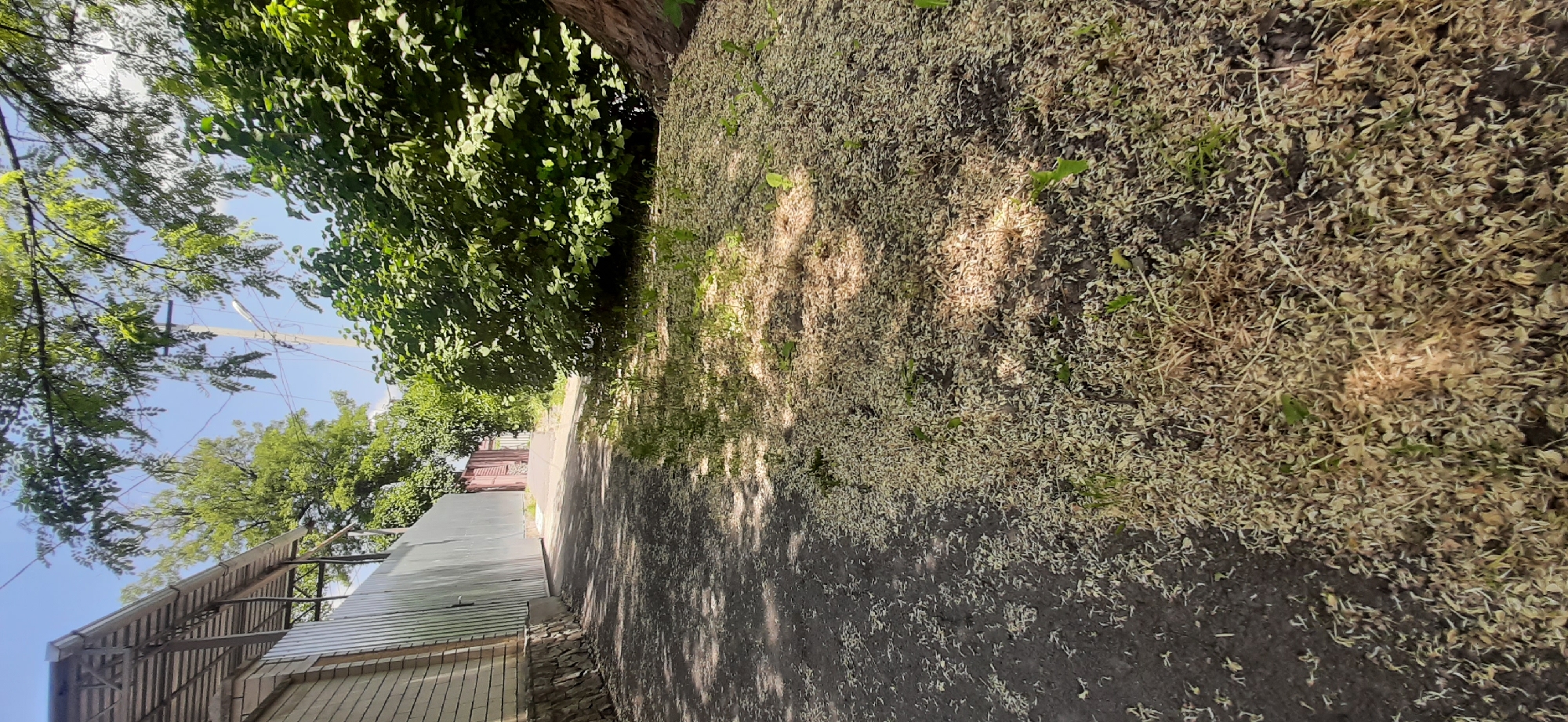 The image depicts a pathway covered in a light-colored debris, possibly fallen leaves or flower petals, leading towards a fence and trees. The pathway appears to be asphalt or a similar dark material, contrasting with the lighter accumulation on its surface. To the left, a brick building with a metal roof and a corrugated metal fence is visible. The right side of the pathway is bordered by dense green foliage, suggesting a natural environment or well-maintained landscaping. The scene is bathed in sunlight, creating dappled shadows on the ground. The sky above is blue with some wispy clouds. The location is identified as Yessentukskaya, Russia.