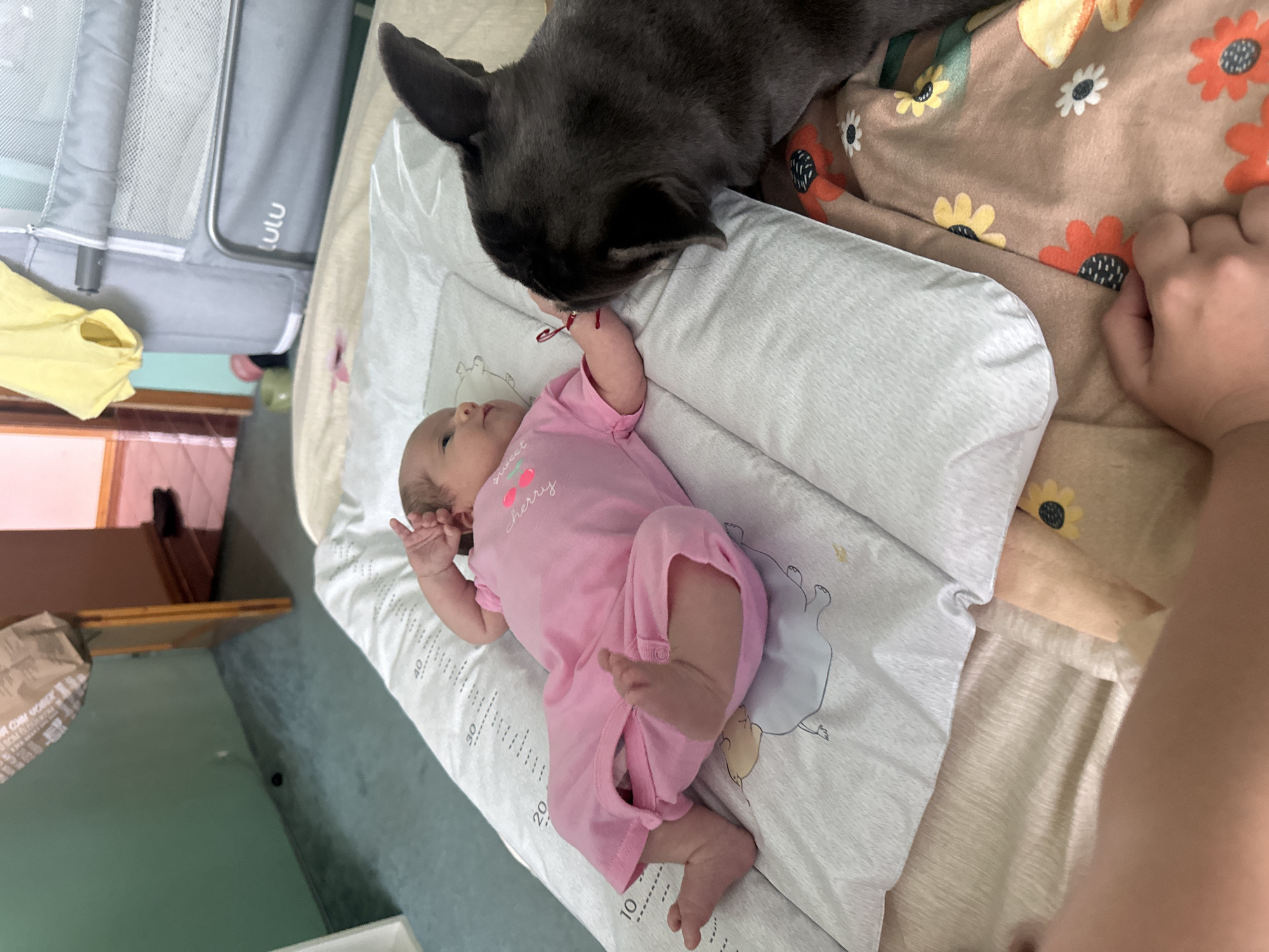A newborn baby lies on a changing mat, dressed in a pink onesie. The baby appears to be a few weeks old, with fine dark hair and a peaceful expression. The onesie has a cherry and the word "cherry" printed on it. Next to the baby, a dark-colored French Bulldog leans in, its head close to the baby's hand. The dog has large ears and a curious posture, seemingly observing or interacting gently with the infant.
The changing mat is patterned with soft animal illustrations and measurement markings. It rests on a bed covered with a floral-patterned blanket featuring flowers in shades of orange, yellow, and white. A portion of a grey baby crib or playpen is visible in the background on the left. The overall scene suggests a domestic setting, likely a bedroom or nursery. The lighting appears to be natural indoor light, hinting at daytime. The interaction between the dog and the baby seems calm and gentle, suggesting a potential bond or an introduction. There are no clear indications of the specific time of day or weather conditions.