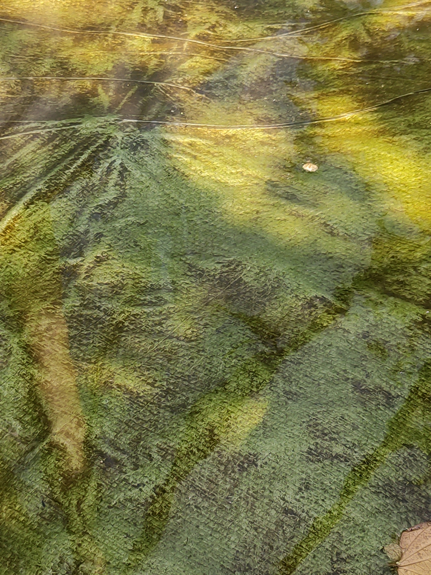 This image is a close-up, top-down view of a shallow body of water with algae and plant matter visible beneath the surface. The water has a greenish-yellow hue, and there are darker patches of what appears to be decaying organic material. Several thin, light-colored lines, possibly reeds or submerged plant stems, run horizontally across the frame. The texture of the scene is rough and uneven, suggesting a natural, unmaintained environment. A single, light-colored speck, possibly a small insect or debris, is visible in the upper right quadrant of the image. In the bottom right corner, the edge of a fallen brown leaf is partially visible. The image does not provide any discernible landmarks or context that would allow for identification of its specific location within Tiudan, Indonesia.