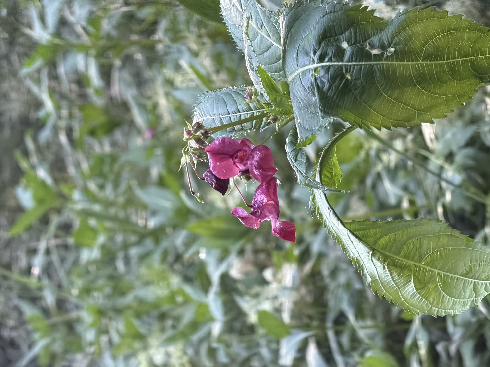 This is a close-up, vertical, eye-level shot of a cluster of magenta flowers and green leaves, possibly in a garden or natural setting. The flowers are delicate with multiple petals and are slightly droopy. One flower has a water droplet hanging from its tip. The leaves are large, dark green, and have serrated edges. They exhibit prominent veins and some appear slightly glossy, possibly from dew or moisture. The background is softly blurred, suggesting other foliage and plants, creating a natural, verdant environment. The lighting is soft and diffused, highlighting the textures and colors of the flora. There are no people or man-made structures visible in the image, and no specific landmarks of Ulbroka, Latvia are identifiable.