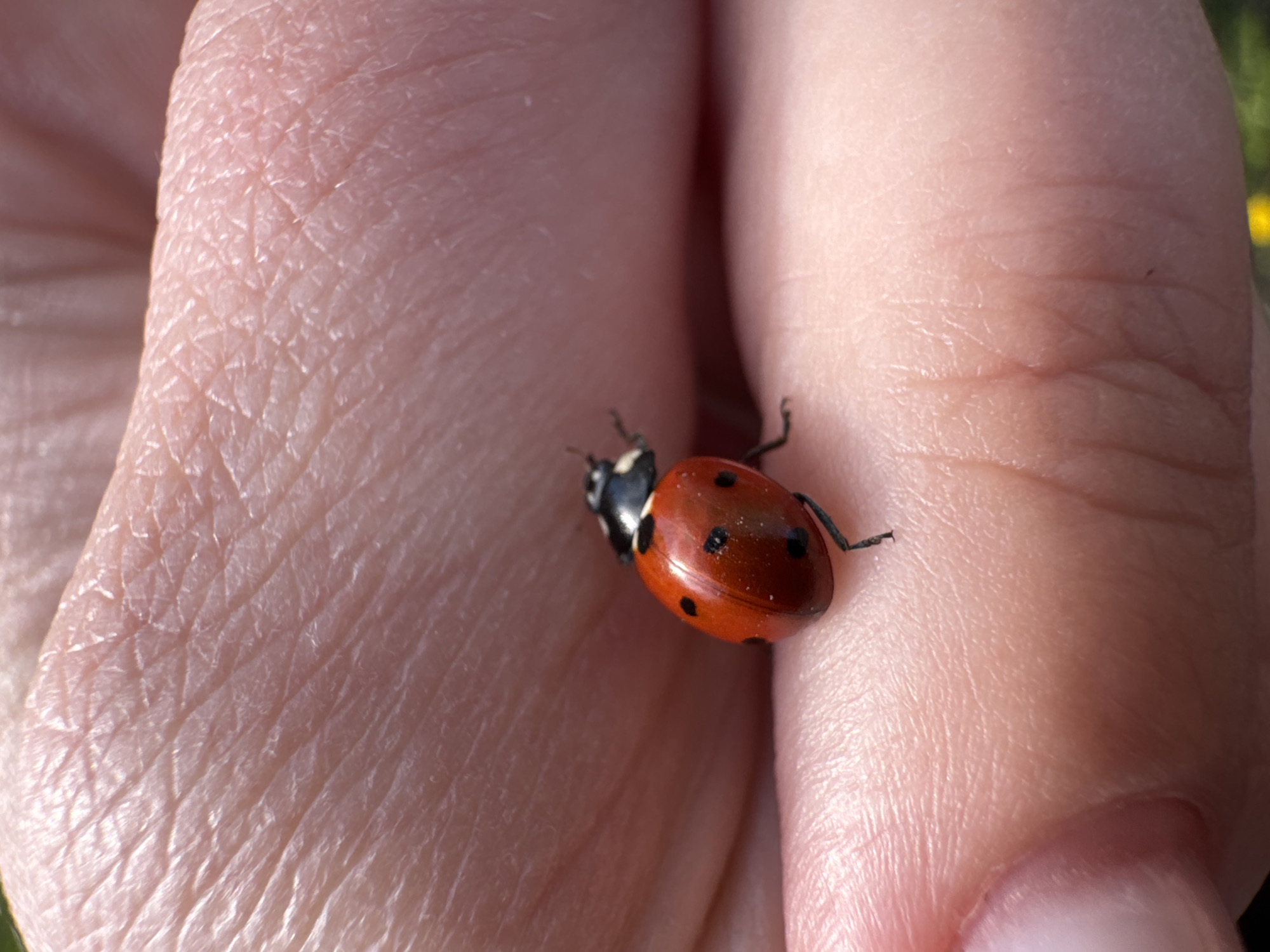 A close-up, macro shot captures a vibrant red ladybug with black spots crawling on a light-skinned human hand. The ladybug, positioned towards the center-right of the frame, is clearly in focus, showcasing its distinct black head, antennae, and legs, along with its characteristic seven black spots on its bright red wing covers. The intricate texture of the human skin is highly detailed, with visible ridges, lines, and pores across the fingers and palm. The hand is gently cupped or held in a way that provides a surface for the insect.
The lighting is bright and natural, suggesting direct sunlight, which highlights the glossy shell of the ladybug and the contours of the skin, casting subtle shadows that emphasize the skin's texture. In the very soft-focused background on the far right, hints of green foliage and a faint yellow blur, possibly a flower, suggest an outdoor setting like a garden or park. No specific activity beyond the ladybug resting or moving slowly on the hand is explicitly depicted. There is no visible text in the image.