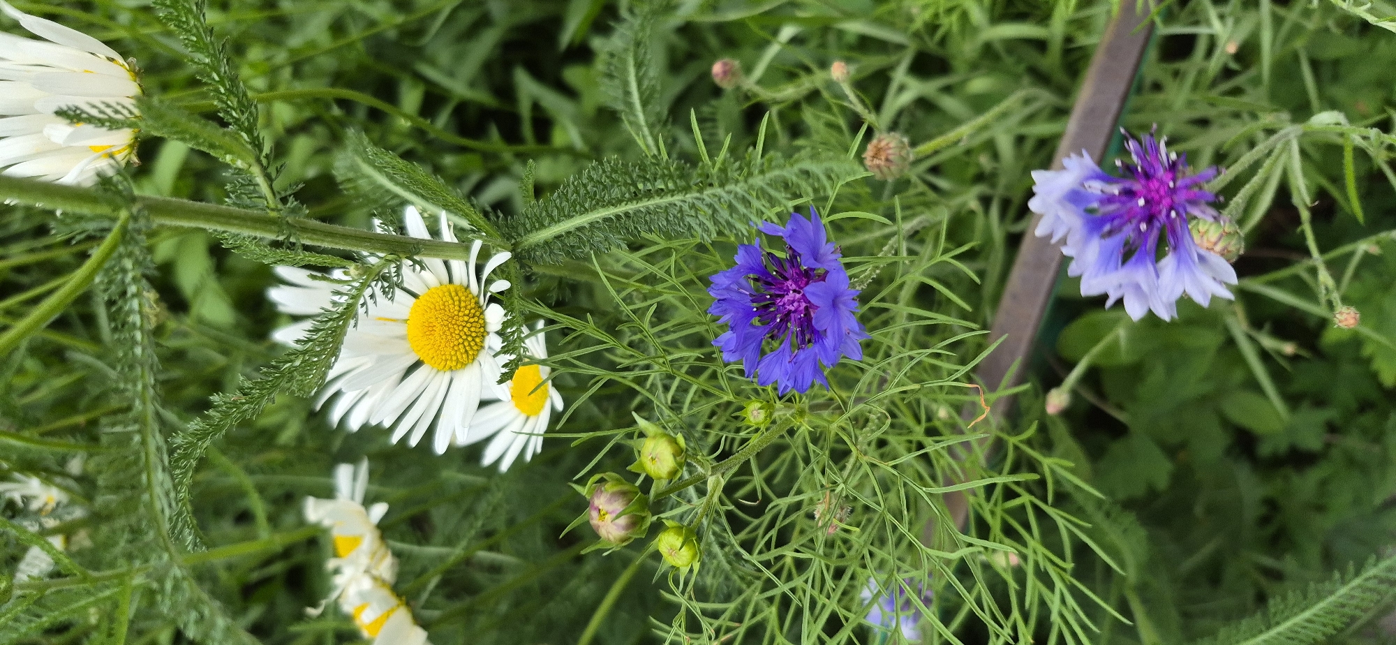 The image depicts a close-up view of a lush garden filled with various wildflowers. Dominating the scene are several white daisies with yellow centers, their petals radiating outwards. Interspersed among them are vibrant blue cornflowers, their intricate florets adding a splash of contrasting color. The foliage is dense and green, with feathery leaves of some plants creating a delicate texture. Several unopened flower buds, some tinged with purple, are visible, hinting at the ongoing bloom. The lighting suggests an outdoor setting, likely during daylight hours. The scene is devoid of any human presence or urban elements, focusing solely on the natural beauty of the flowers and greenery. The image does not provide any information that would allow for the localization of this scene to Ussurijsk, Russia, or any other specific city.