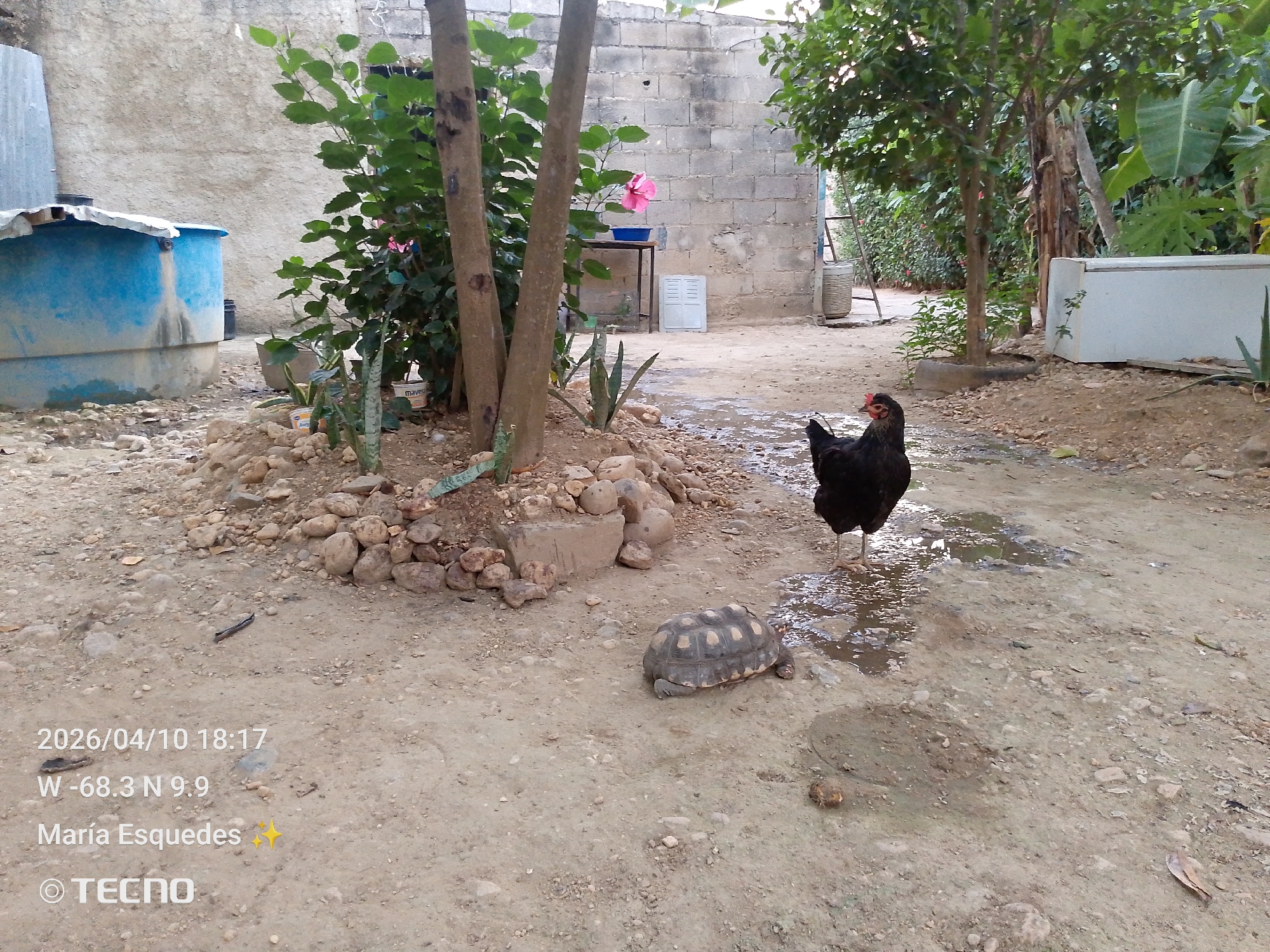 The image depicts an outdoor scene in what appears to be a backyard or garden setting.
The location is indicated as W -68.3 N 9.9, corresponding to the city of Unknown, Unknown.
Visible are a chicken, a tortoise, trees, a water tank, and various plants. The chicken stands in a small puddle of water, while the tortoise is nearby on the ground. The ground is predominantly dirt and gravel. A pink flower can be seen growing from the bush in the background. A metal table stands next to the tree, there is a white metal cabinet to the right of the metal table.