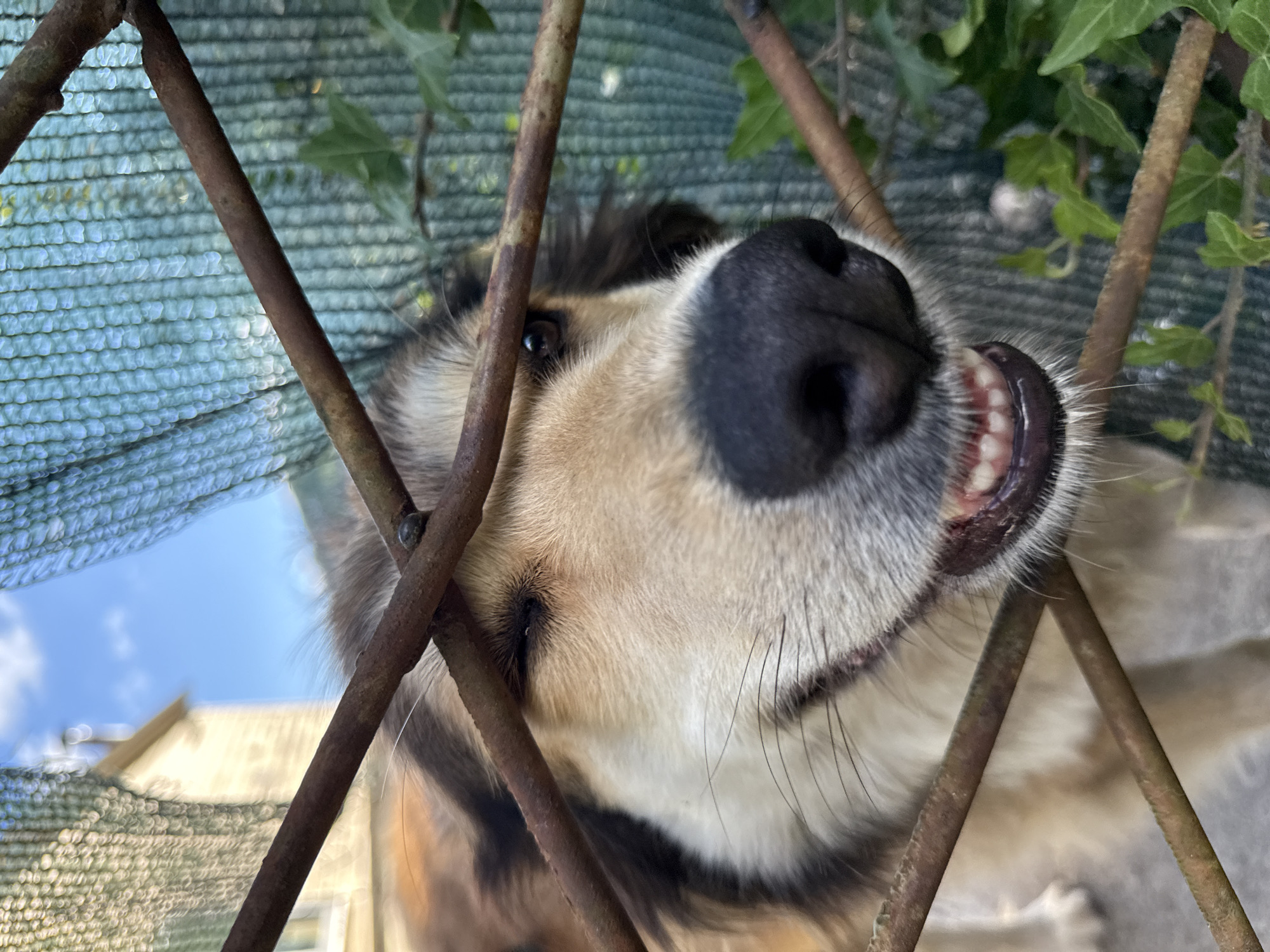 An extreme close-up of a dog's face is captured behind a rusty metal fence. The dog, a mix of tan, white, and black fur, winks with its left eye. Its mouth is slightly open, revealing rows of white teeth and a dark purple tongue. The dog's black nose is prominent, and long white whiskers extend from its muzzle. The background is blurred, showing a green mesh fence, some ivy leaves, and a building with a light-colored facade under a blue sky with scattered clouds. The image is sharpest on the dog's face and the fence in the foreground. The context of Kroyanskoye, Russia, is not visually evident from the image itself.