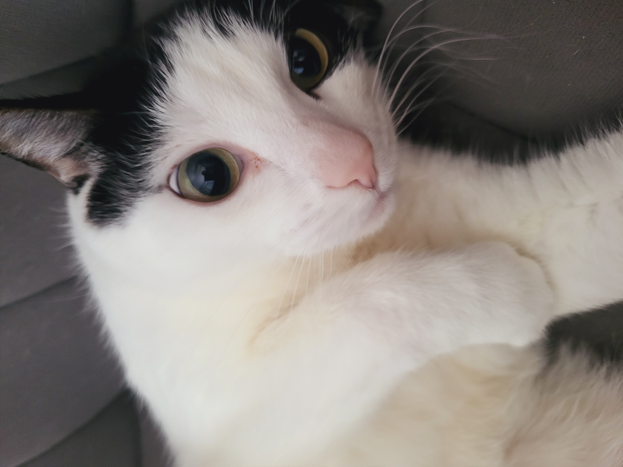 A close-up photograph captures a black and white cat lying down. The cat has a white body with black markings on its head and ears. Its eyes are a light green or yellow color. The background is a neutral gray color. The location is not apparent from the image.