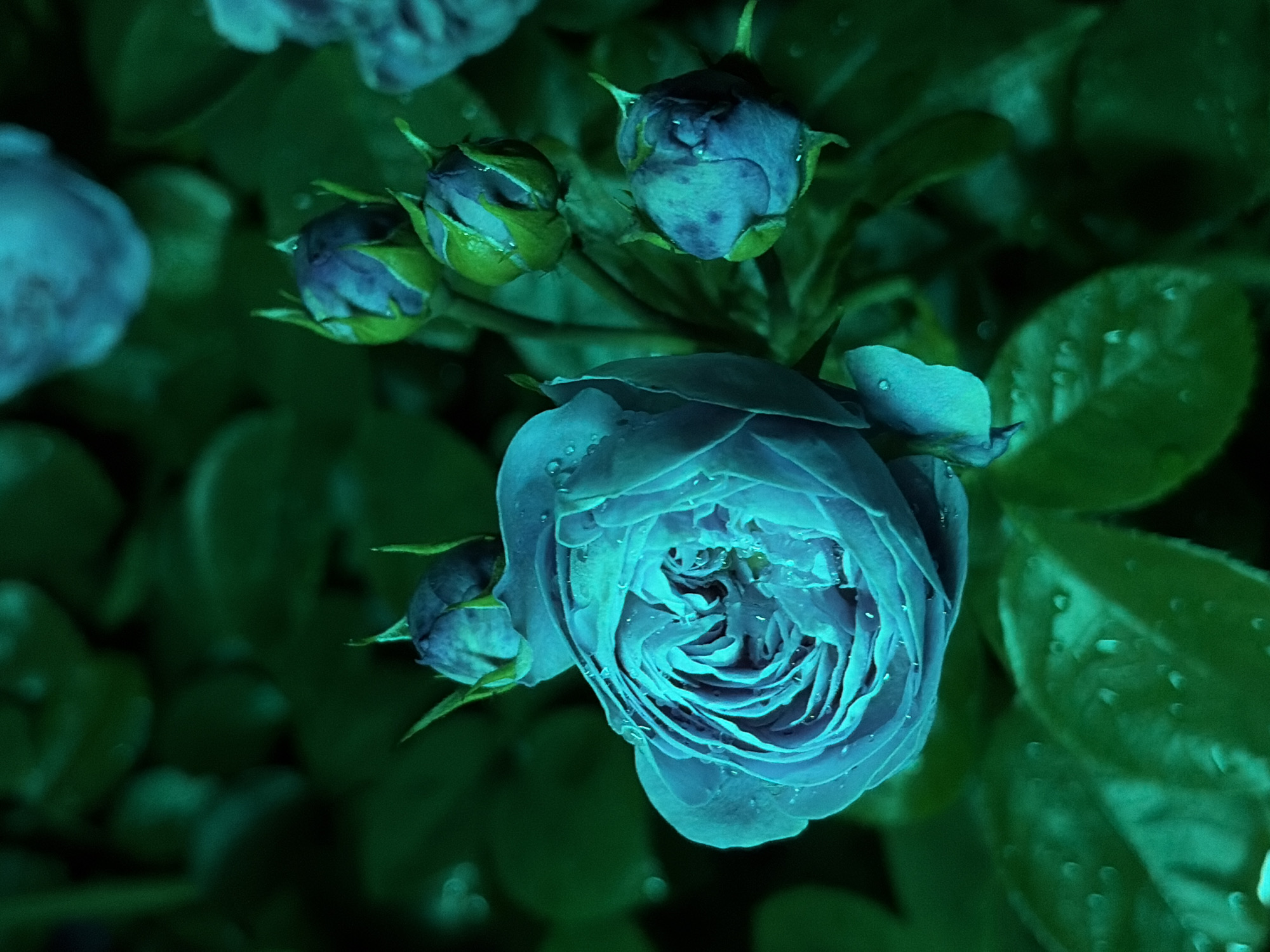 A close-up, low-angle shot captures a teal-colored rose in full bloom, its petals tightly furled in the center and unfurling outwards. Water droplets dot the petals and the surrounding dark green leaves, suggesting recent rain or dew. Several rosebuds, also in shades of teal and blue, are visible in various stages of development, some tightly closed and others just beginning to open. The background is a blur of dark green foliage, creating a moody and atmospheric effect. The image does not contain any identifiable landmarks or context that would indicate a specific location within Chermen, Russia.
