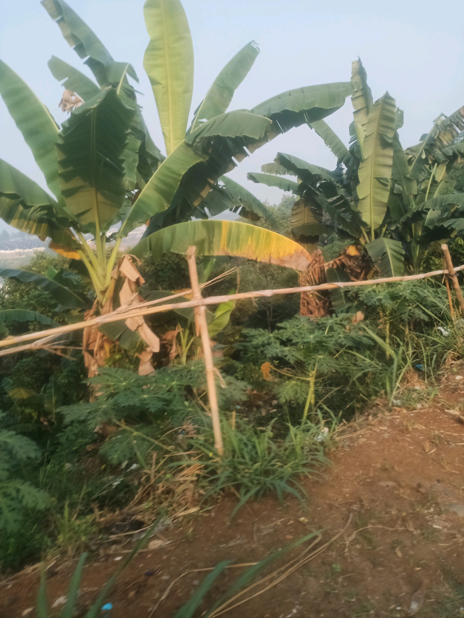 A group of banana trees are visible on a slight incline. The trees have large, green leaves, with some leaves showing yellowing or browning. The trunks of the trees are covered in fibrous material, with some dead leaves also present. The ground is covered in vegetation, including grass and other leafy plants. A makeshift fence made of bamboo poles and thin branches runs horizontally across the middle of the image. The sky is overcast and a light brown dirt path is visible in the foreground. The location is the Ciseeng area of Indonesia.