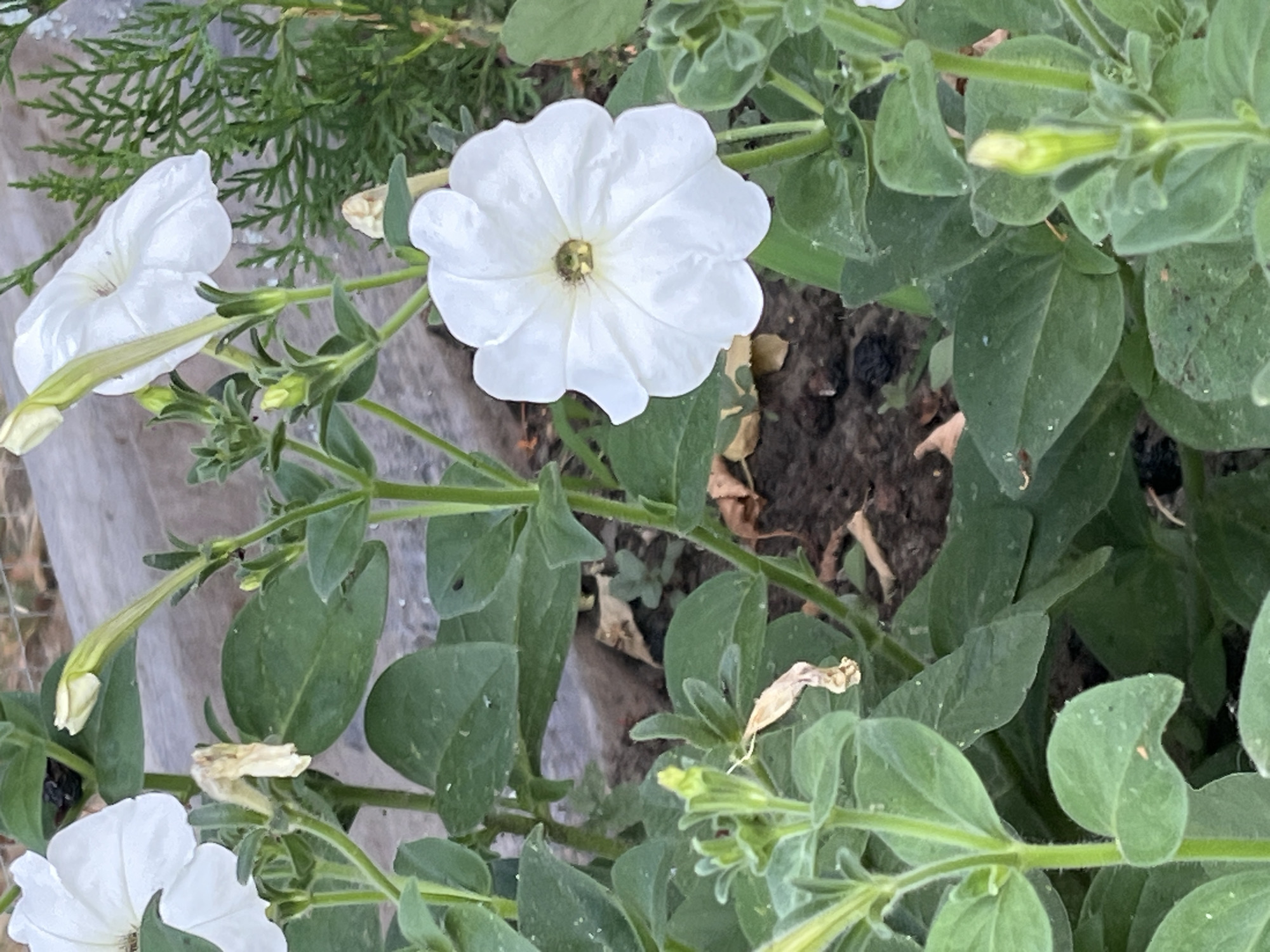 This is a close-up, eye-level, outdoor photograph of white petunias in a garden. The petunias are in various stages of bloom, with one fully open flower in the center of the frame. The flower has five petals and a yellow center. Several buds are also visible, some partially opened and others tightly closed. The plants have lush green foliage. The background consists of soil, some dry leaves, and what appears to be a wooden plank. There are no people visible in the image. The photograph was taken in the city of Krasnyye Barrikady, Russia.