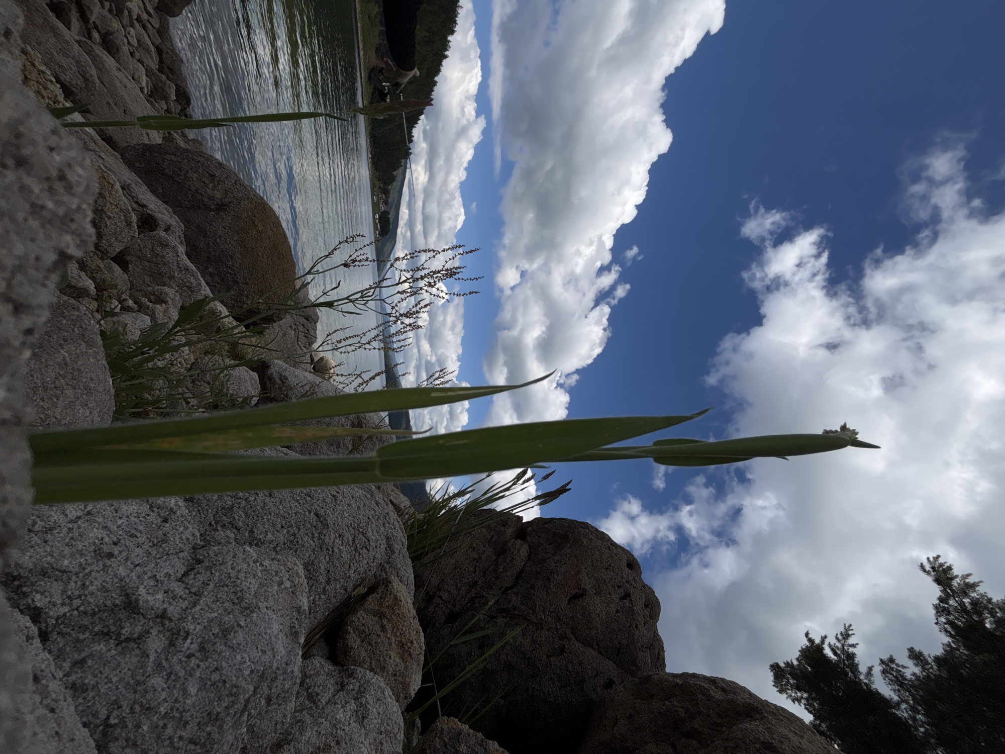 This is a low-angle, full-shot photograph of a rocky shoreline on a body of water under a bright, cloudy sky. The foreground is dominated by large, grey rocks and a few tall green plants with pointed tips. To the left, the water stretches out towards a tree-lined shore with some buildings visible in the distance. A person is partially visible on the left side of the image, holding a fishing rod that extends out over the water. The sky is a deep blue, dotted with fluffy white clouds. The overall impression is a natural, serene outdoor setting.