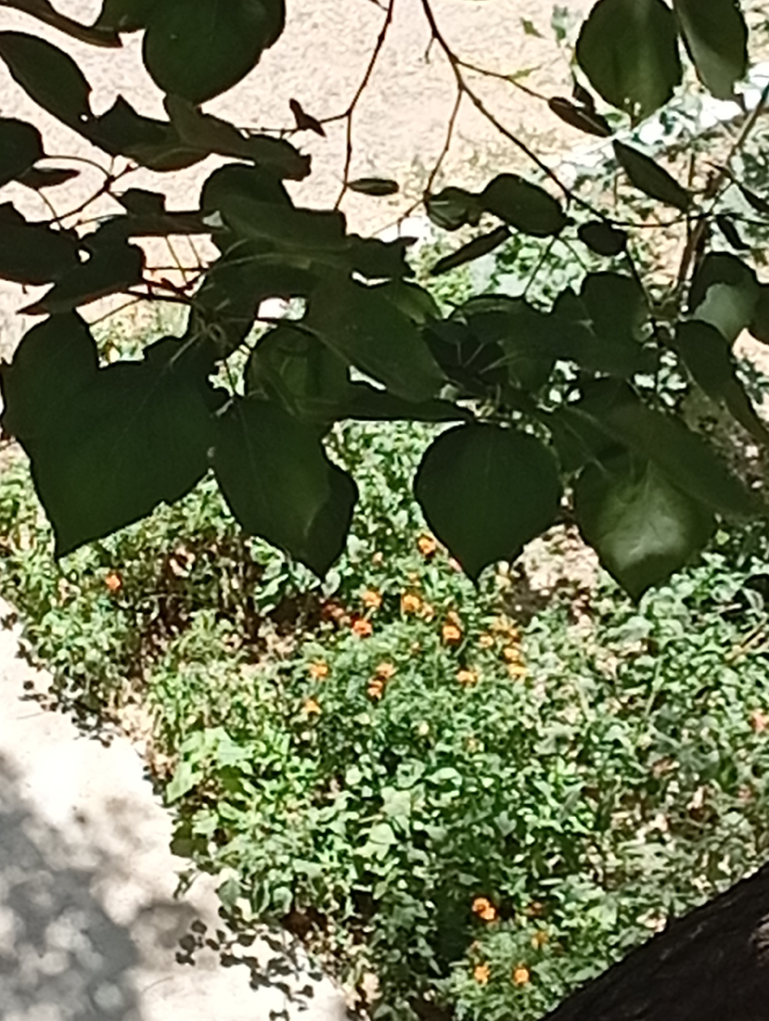 The image shows an overhead view of greenery and foliage in a park or garden setting. Large, dark green leaves hang from branches in the foreground, obscuring a patch of ground covered in smaller green plants with scattered small orange flowers. The ground to the left appears to be a paved or sandy area with dappled shadow patterns. The overall impression is one of natural overgrowth. The scene is likely located in the city of Angren, Uzbekistan, though no specific landmarks or identifying features place it within a particular district or street. There are no people or animals visible in the image.