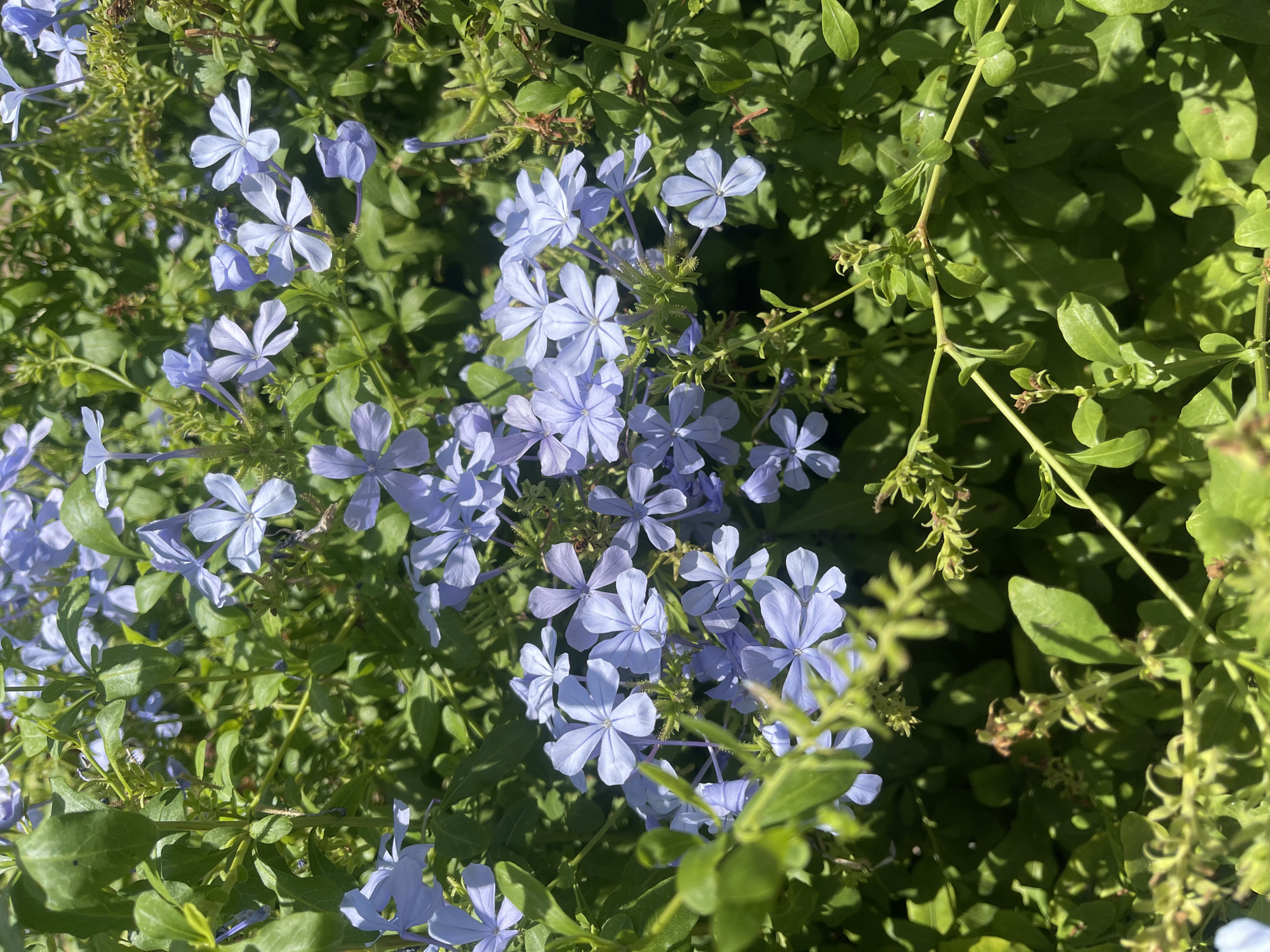 An outdoor, overhead shot captures a cluster of pale blue plumbago flowers in bloom, with vibrant green foliage surrounding them. The image is set in Netanya, Israel, suggesting a bright, sunny day typical of the region. No people are visible in the frame.