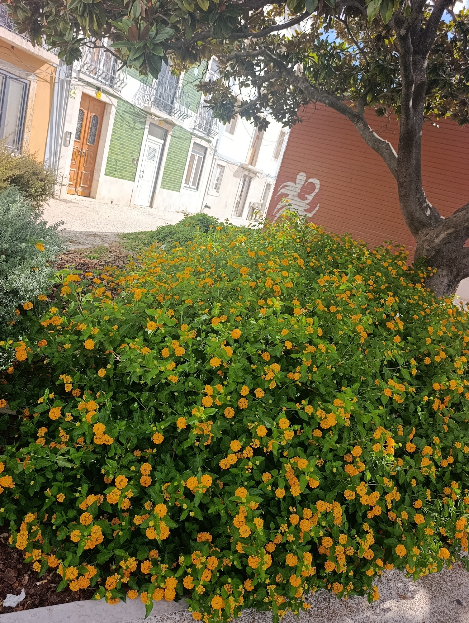 The image depicts a street scene in Setúbal, Portugal, with a focus on lush greenery and architectural elements. In the foreground, a dense bush with small, vibrant orange flowers dominates the lower portion of the frame. To the left, a grey, shrub-like plant with fine foliage is visible, and to the right, the trunk and branches of a mature tree extend into the upper part of the image.
Behind the vegetation, a row of buildings lines a paved street. The buildings feature distinct architectural styles and colors. One building on the left has an orange facade with a wooden door. Adjacent to it, a building is partially covered in green tiles, with a white door. Further down the street, more buildings with white facades and windows are visible. Balconies with decorative railings are present on some of the upper floors. A red brick wall with a white artistic stencil or mural is also visible to the right of the green-tiled building. The street itself appears to be paved with cobblestones. The sky is visible in the upper right corner of the image, suggesting it is daytime. No people are present in the scene. The overall impression is one of a well-maintained urban outdoor space with a strong natural element.