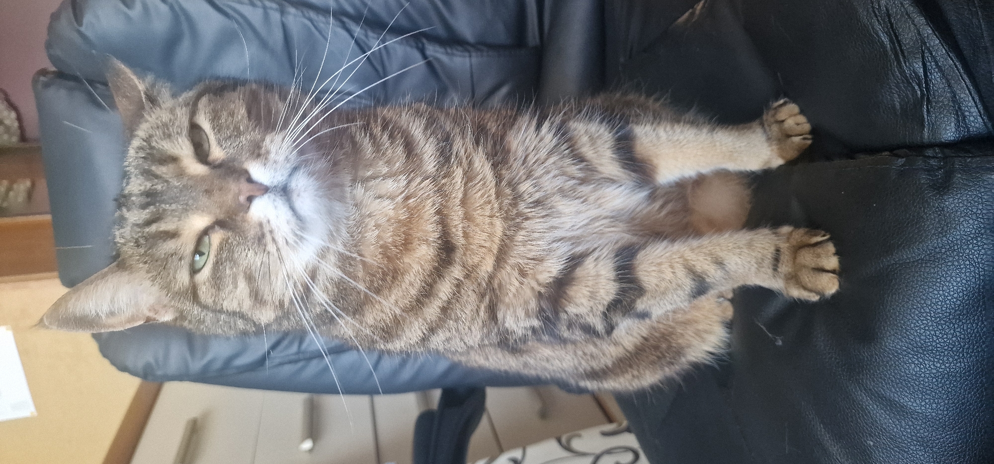 A tabby cat is lying on a black leather chair. The cat is facing the camera, with its head tilted back. Its eyes are green and open, and its whiskers are long and white. The cat's fur is striped with brown and black. Its paws are resting on the chair. The background is blurred, but appears to be an indoor setting. The image is taken from a slightly elevated angle. The lighting suggests it is daytime.