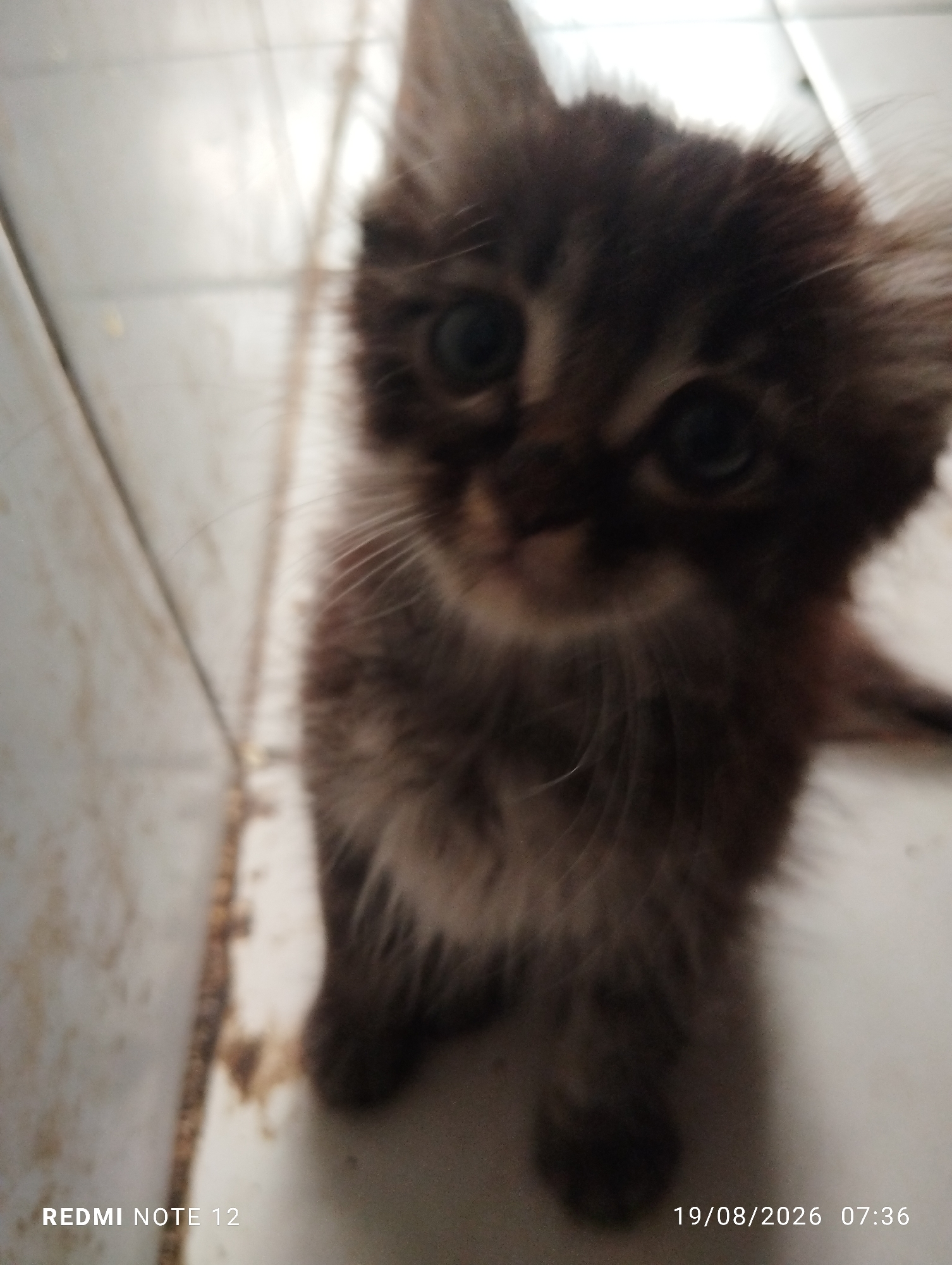 The image, captured at a low angle, shows a close-up, blurry view of a dark-furred kitten with large, dark eyes. The kitten's fur is long and fluffy, with lighter brown or gray markings around its face. The background appears to be a tiled floor, possibly in a home environment. The bottom left of the image displays the text "REDMI NOTE 12", and the bottom right shows "19/08/2026 07:36". There is no information in the image to suggest a location in Bekasi, Indonesia.