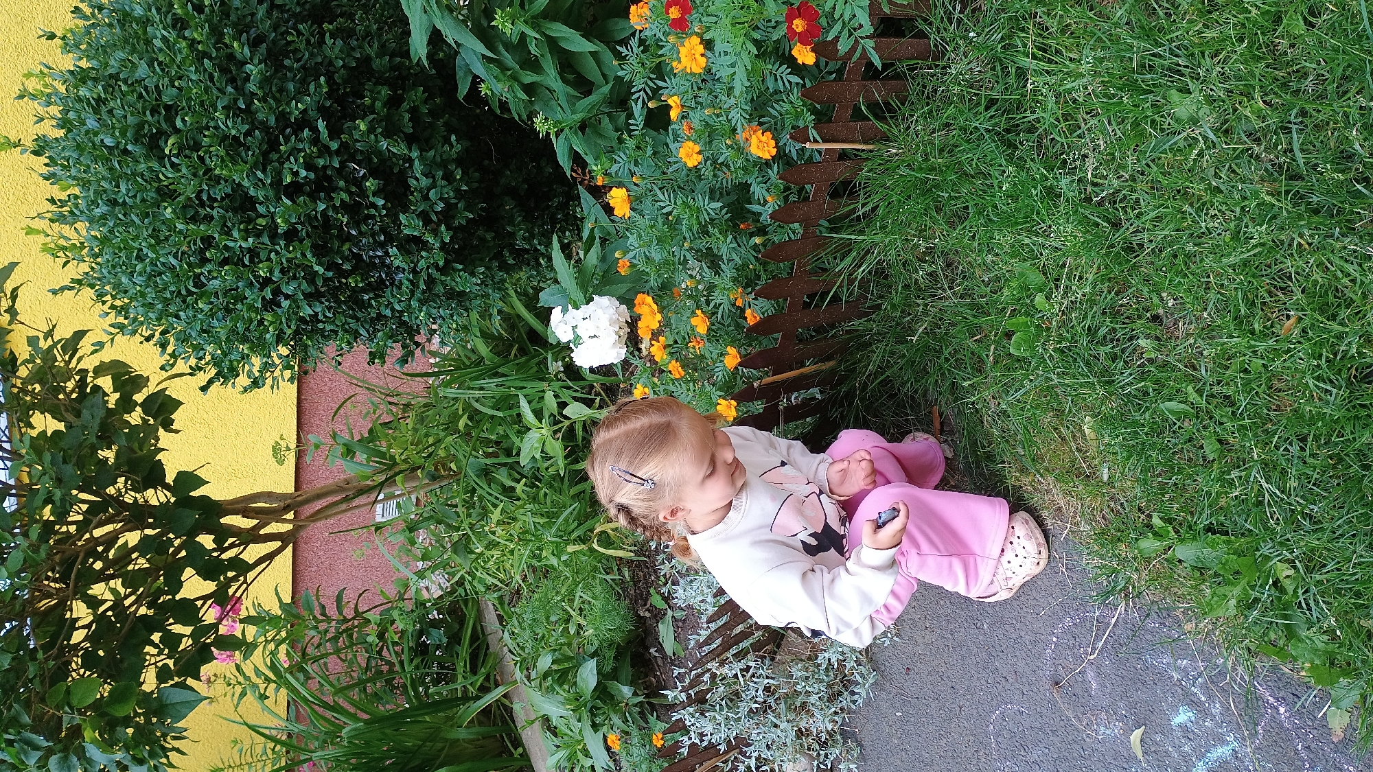 A young Caucasian girl with blonde hair in braids is crouching on a patch of grass near a flower bed. She is wearing a light-colored sweatshirt with a graphic on the front and pink pants. In her hands, she is holding a dark, small object. The flower bed contains several orange and red flowers, and a white cluster of flowers. A short, wooden fence separates the grass from the flower bed. Behind the flower bed, there is dense green foliage and a portion of a yellow wall, suggesting an outdoor setting, possibly a garden or yard. The ground in front of the girl is paved and shows some faint chalk drawings, indicating a child's activity. The overall scene is peaceful and captures a moment of childhood exploration outdoors.