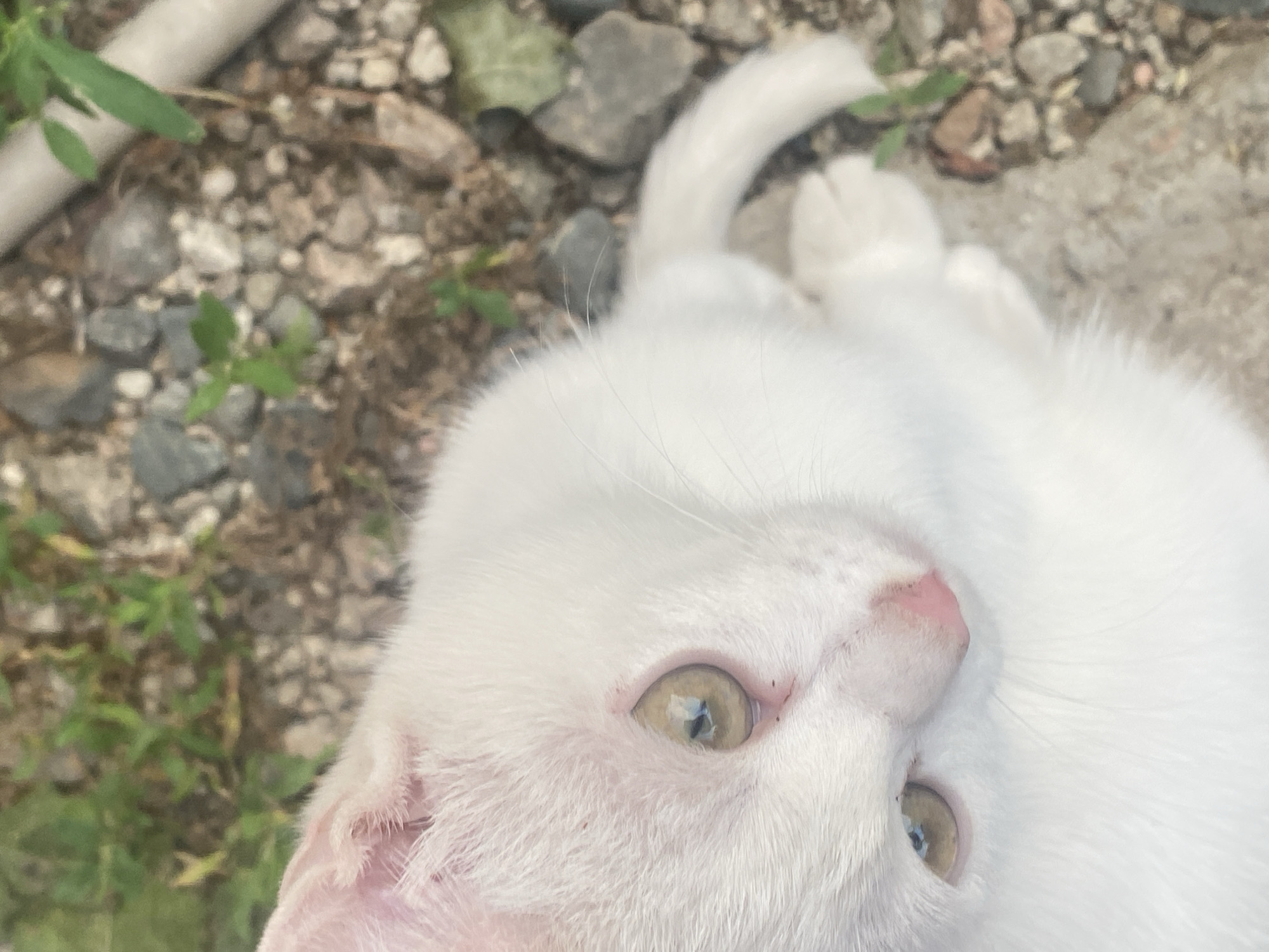 A close-up, high-angle shot features a white cat with light green eyes and a pink nose. The cat's head is turned to the left, and its body extends out of frame to the right. The background consists of a gravelly surface with scattered green foliage and a light-colored pipe running horizontally across the upper right portion of the image. The scene appears to be outdoors. There is no information within the image to indicate a specific location in Almaty, Kazakhstan.