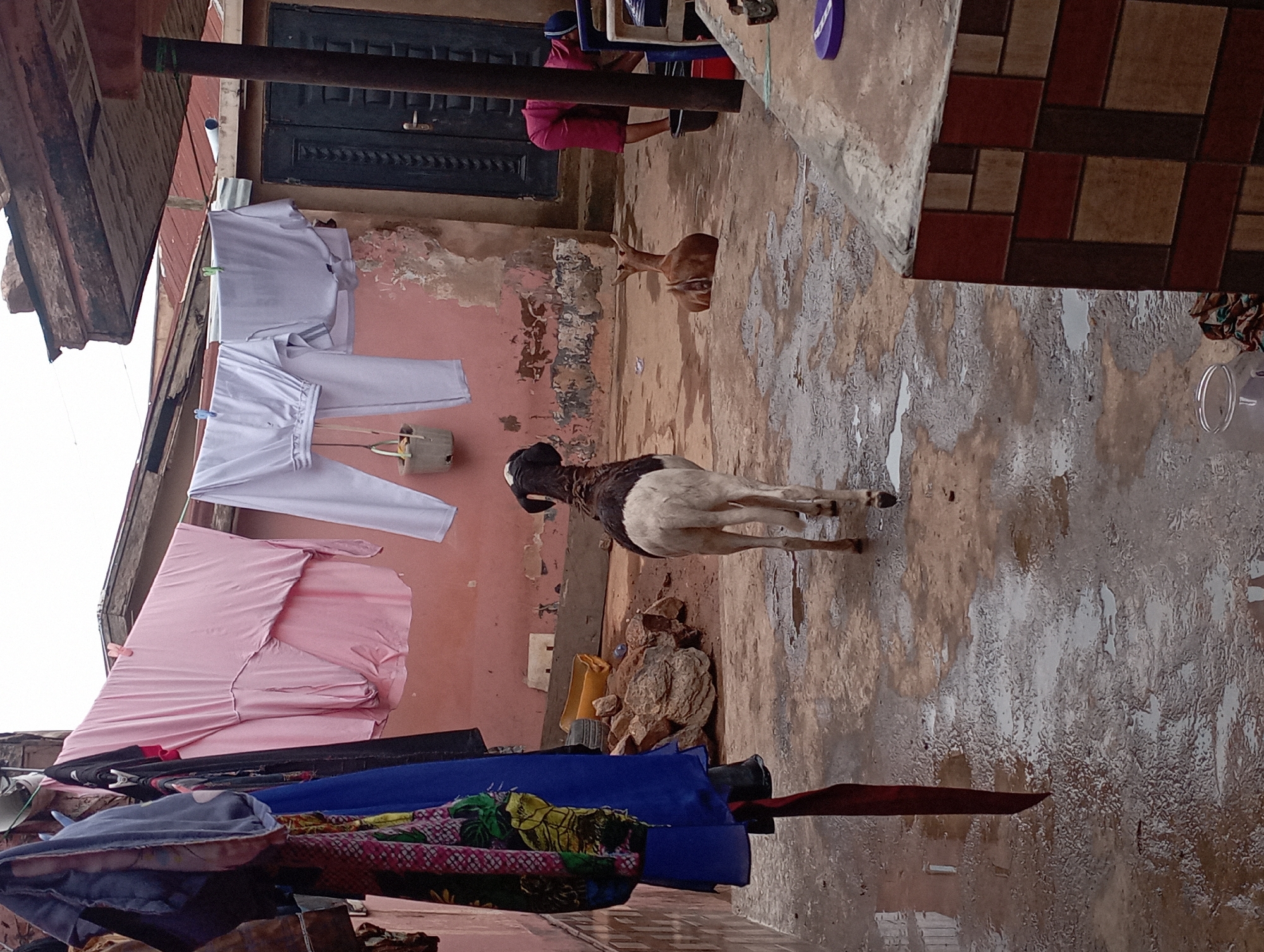 A medium shot captures an outdoor courtyard in Jos, Nigeria, with laundry hanging overhead on clotheslines. A black and white sheep stands in the foreground, facing away from the camera and towards the right side of the frame. To the right, a brown fawn sits on the wet ground. In the background, a person wearing a pink garment is visible near a dark door, appearing to wash something in a basin. The courtyard ground is wet and appears to be made of concrete. The walls of the buildings are painted pink.