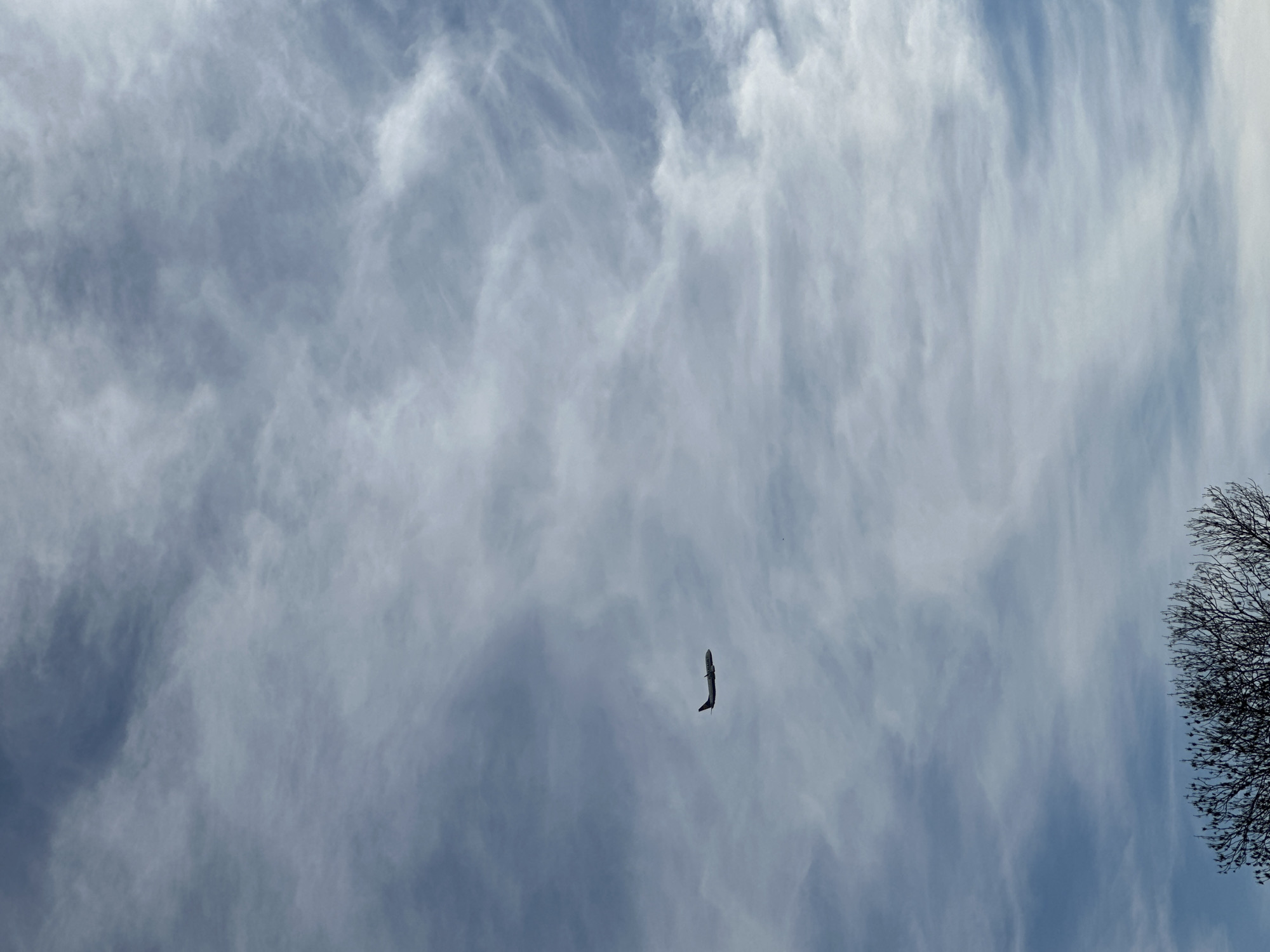 The image shows a sky with cirrus clouds. In the center of the frame, a bird is flying. Bare tree branches are visible in the lower right corner. The location is indeterminate and cannot be confirmed as Sofia, Bulgaria from visual elements alone.