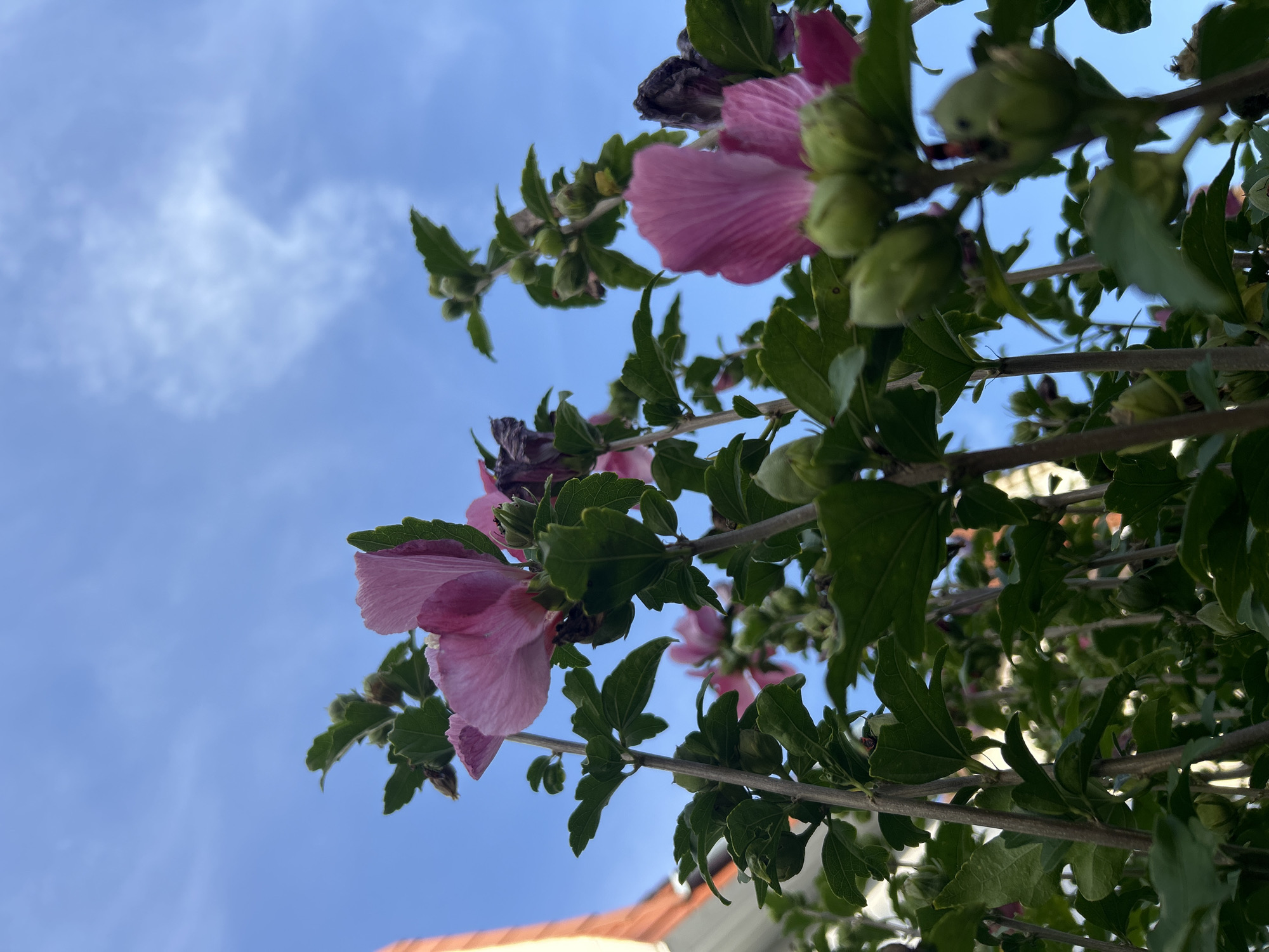 The image captures a low-angle view of several flowering plants, likely Rose of Sharon, with vibrant pink petals and green leaves against a bright blue sky. Numerous green buds are visible on the stems, suggesting the plants are in bloom or preparing to bloom. In the upper left corner, a portion of a building with an orange-tiled roof is visible, indicating an urban or suburban setting. The scene is devoid of any people or animals. The overall impression is one of nature thriving in an urban environment. The location is not specified within the image, but the prompt requests it to be set in Detmold, Germany.