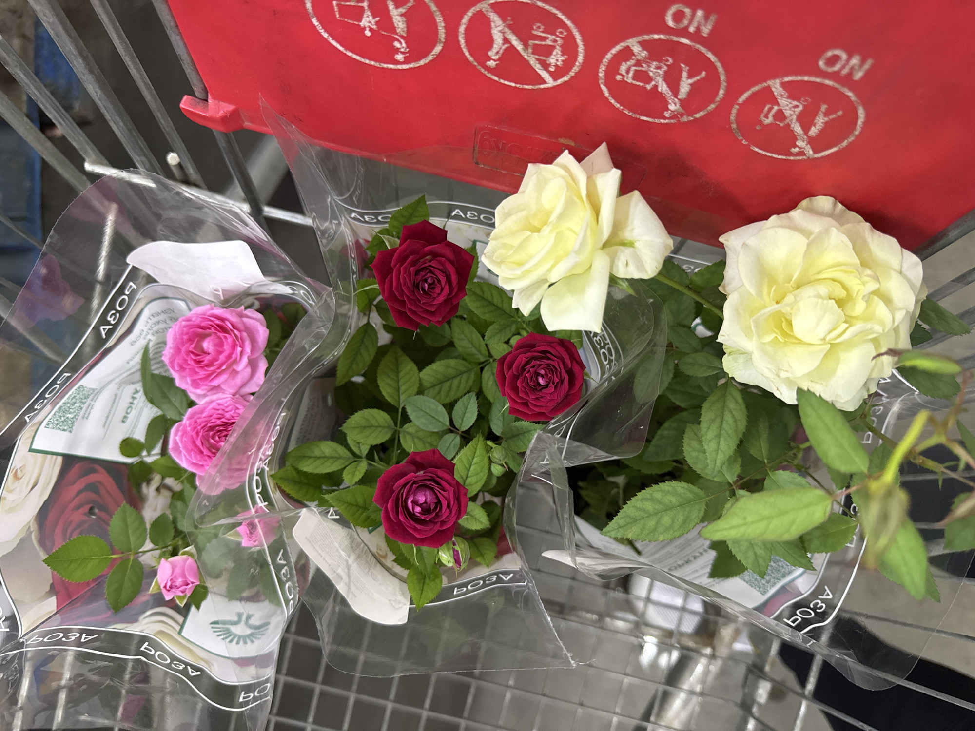In an urban outdoor environment, possibly a grocery store cart, a collection of potted rose plants are visible. The roses are in various stages of bloom, with colors ranging from deep red to bright pink and pale yellow. The plants are encased in clear plastic packaging, which bears text and imagery. To the right, a bright red object with white circular decals featuring crossed-out images and the word "NO" is present. The background appears to be a metal shopping cart with gray bars. The scene is captured from a slightly elevated angle, looking down upon the plants and the red object.