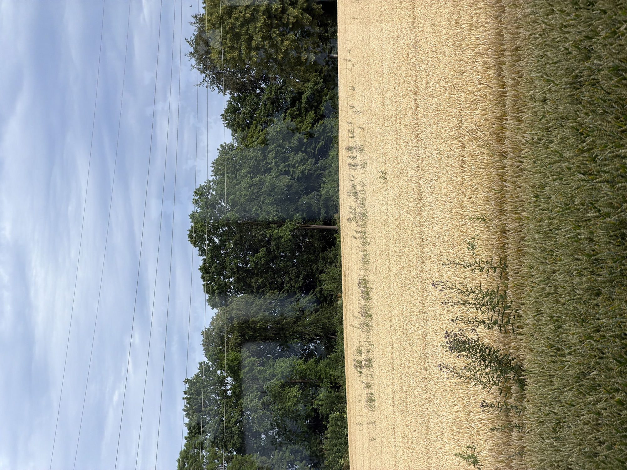 An outdoor, eye-level, medium shot captures a field of golden wheat under a cloudy sky, with a line of trees in the background. Five power lines run horizontally across the top third of the image, intersecting the expanse of the sky and the upper edge of the trees. The field dominates the lower two-thirds of the frame, with rows of wheat stretching to the horizon. Several stalks of green plants, including one with purple flowers, are interspersed within the wheat field, closer to the foreground. The trees in the background are dense and appear to be a mix of deciduous species. The lighting suggests it is daytime, but the cloudy conditions create a soft, diffused light. The scene is tranquil and rural.