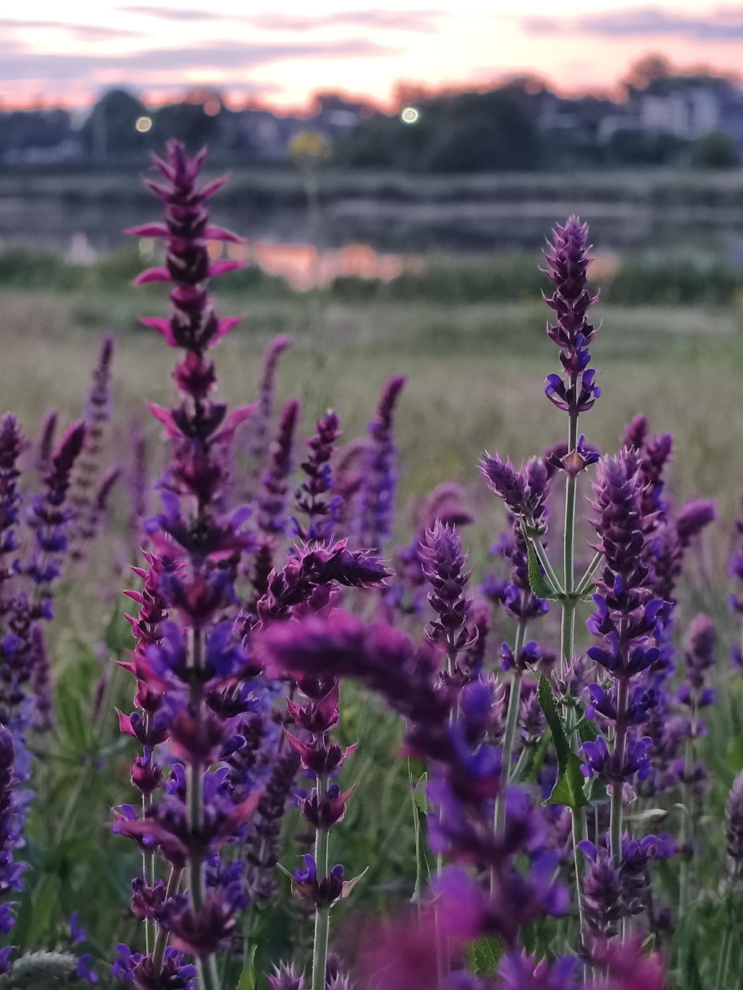 The image captures a field of purple flowers, likely lavender or a similar species, in the city of Kryvyi Rih, Ukraine. The flowers are in full bloom, with their vibrant color dominating the foreground. The background is blurred, but it appears to be a landscape with a body of water reflecting the colors of the sunset sky. The sky is a mix of pink, orange, and purple hues, suggesting either sunrise or sunset. The light is soft and diffused, contributing to a serene and picturesque scene. The details of the buildings, trees, and other elements of urban background are indistinguishable due to the blur and the light.