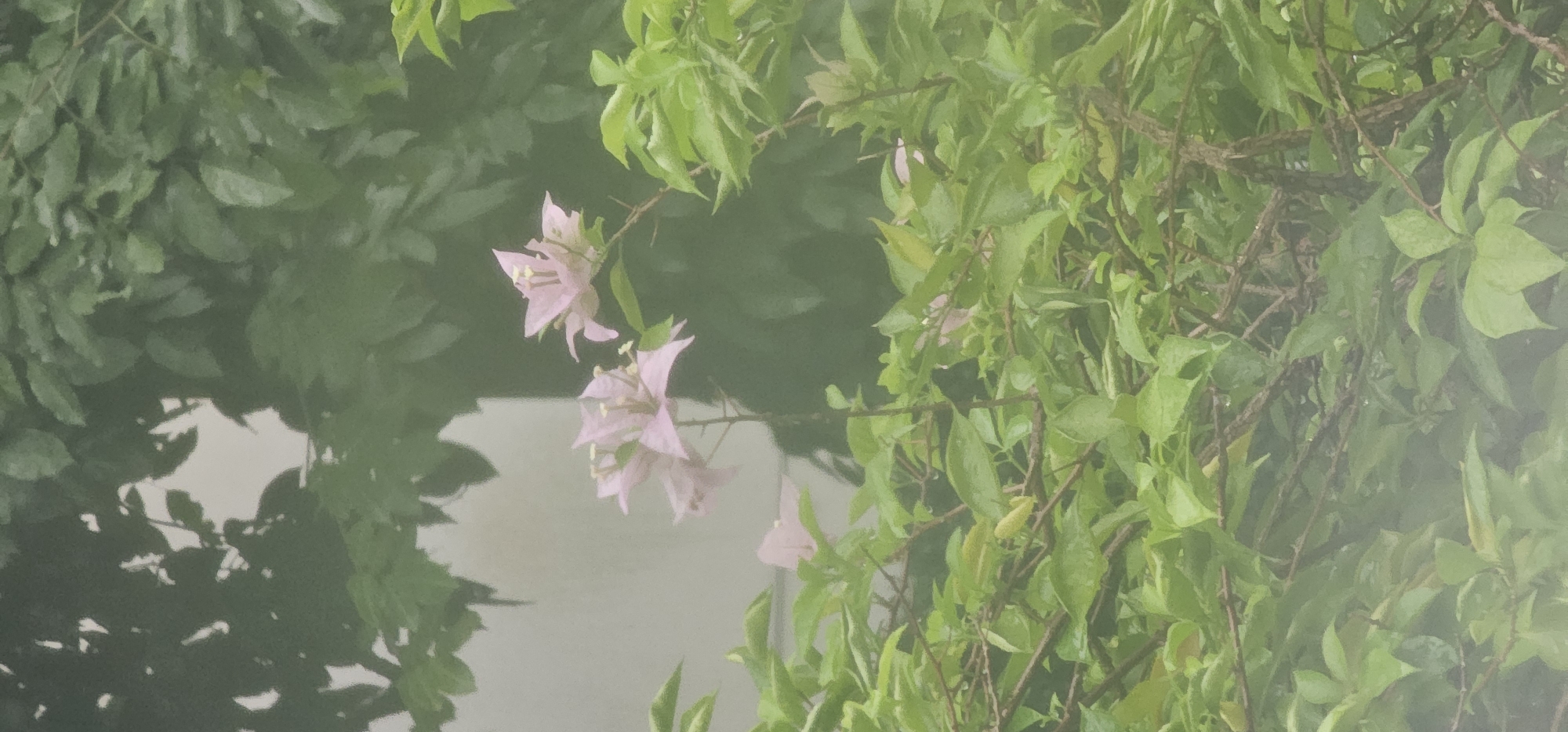 The image captures a close-up view of bougainvillea flowers with light pink bracts and green foliage. The background is a light-colored wall partially obscured by the dense green leaves and branches of the plant. The scene is suggestive of a garden or outdoor space, possibly a residential or commercial property, in an urban environment. There are no people or animals visible in the frame. The lighting appears overcast, and there might be a slight haze or mist, which contributes to the soft focus of the image. The presence of dew drops on some of the leaves suggests recent rain or high humidity. The overall impression is one of natural beauty set against an urban backdrop. The image is vertical in orientation.