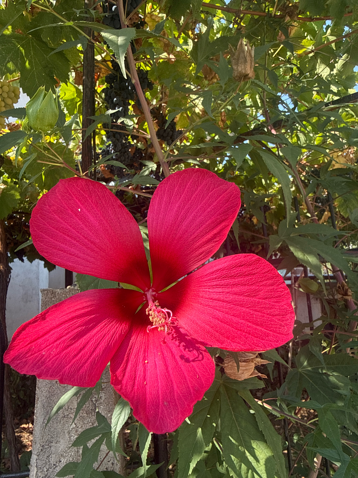 In a garden setting in the city of Montana, Bulgaria, a close-up shot focuses on a vibrant, large red hibiscus flower. The flower dominates the foreground with its broad, velvety petals, revealing intricate vein patterns and a central cluster of yellow stamens tipped with red. Behind the hibiscus, lush green foliage provides a backdrop, interspersed with clusters of dark grapes and lighter green grapes, indicating a vineyard or fruit-bearing plants. The scene is bathed in sunlight, casting dappled shadows on the leaves and petals. A grey concrete structure, possibly a fence post or wall, is partially visible on the left side of the image, grounding the scene. A dry, brown seed pod from a previous bloom hangs amongst the green leaves, adding a touch of natural decay to the otherwise vibrant display. The sky is a pale blue, visible through the canopy of leaves.