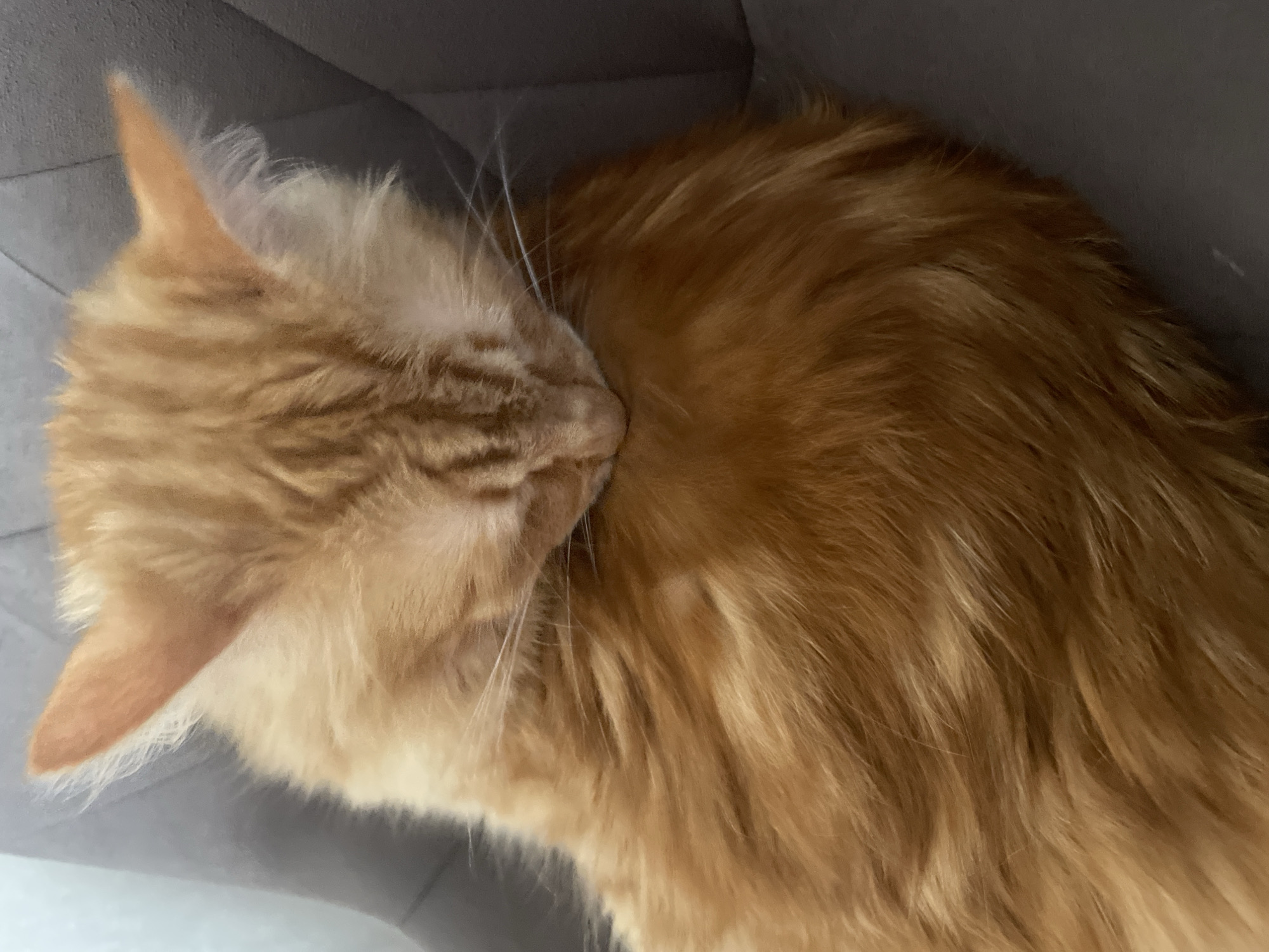 A close-up, eye-level, vertical shot captures an orange tabby cat curled up and sleeping on a gray upholstered surface, possibly a chair or sofa. The cat's head is tucked down into its body, obscuring its face, but its prominent, pointed ears and long white whiskers are visible. The cat's fur is a warm, fluffy orange with darker tabby stripes visible on its head and body. The background is out of focus, showing the textured gray material the cat is resting on. The image does not provide any information about the location in the city of Otradnoye, Russia.