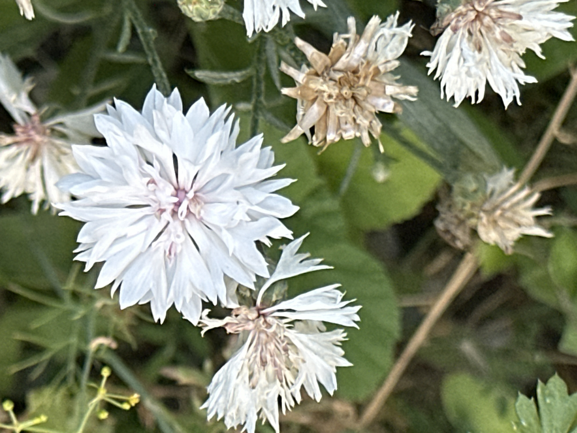 The image shows a close-up of several white flowers with pink centers, some in bloom and others faded, set against a blurred green background of foliage and grass. A thin, dry stem runs diagonally across the lower portion of the image. The flowers appear to be of the same species, possibly cornflowers or a similar variety, with delicate, fringed petals. The lighting suggests an outdoor setting, likely during daylight hours. No people or specific landmarks are visible. The scene is devoid of any discernible activity or interaction. Based on the image alone, no specific location in Krefeld, Germany can be identified.