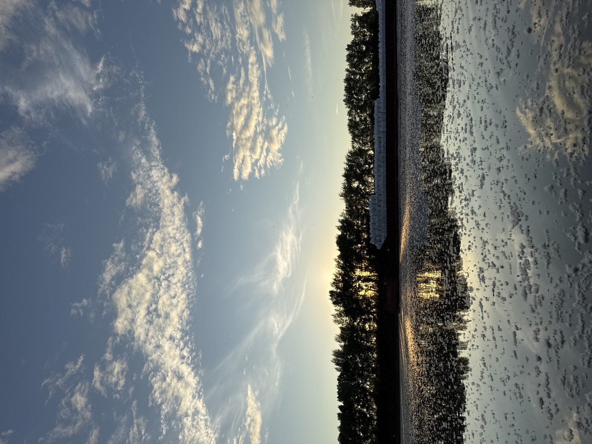 The image depicts a wide shot of a river or large body of water in the city of Chaikovsky, Russia, at either sunrise or sunset. The sky occupies the upper two-thirds, displaying a gradient from deep blue at the top to a lighter, yellowish-blue near the horizon. Scattered cumulus and cirrus clouds are present, illuminated from below with a warm, golden-white hue, particularly dense in the upper left and middle right.
A dense, dark treeline, consisting of numerous deciduous trees, forms a silhouetted horizontal band across the middle of the frame. The sun is positioned low behind the trees in the left-center, casting strong golden light that filters through and over the foliage, creating a bright glow on the horizon.
Below the treeline, a dark-hulled barge is visible on the water, laden with large, white, rectangular objects, presumably bales or sacks, stacked in uniform rows. The barge is partially obscured by the trees.
The lower half of the image is dominated by the water surface, which reflects the golden sunlight, the silhouetted trees, and parts of the sky and clouds. The water's surface is heavily textured by a multitude of small, irregular, white clusters or specks floating across its entirety, creating a mottled appearance. No people or animals are visible in the scene.