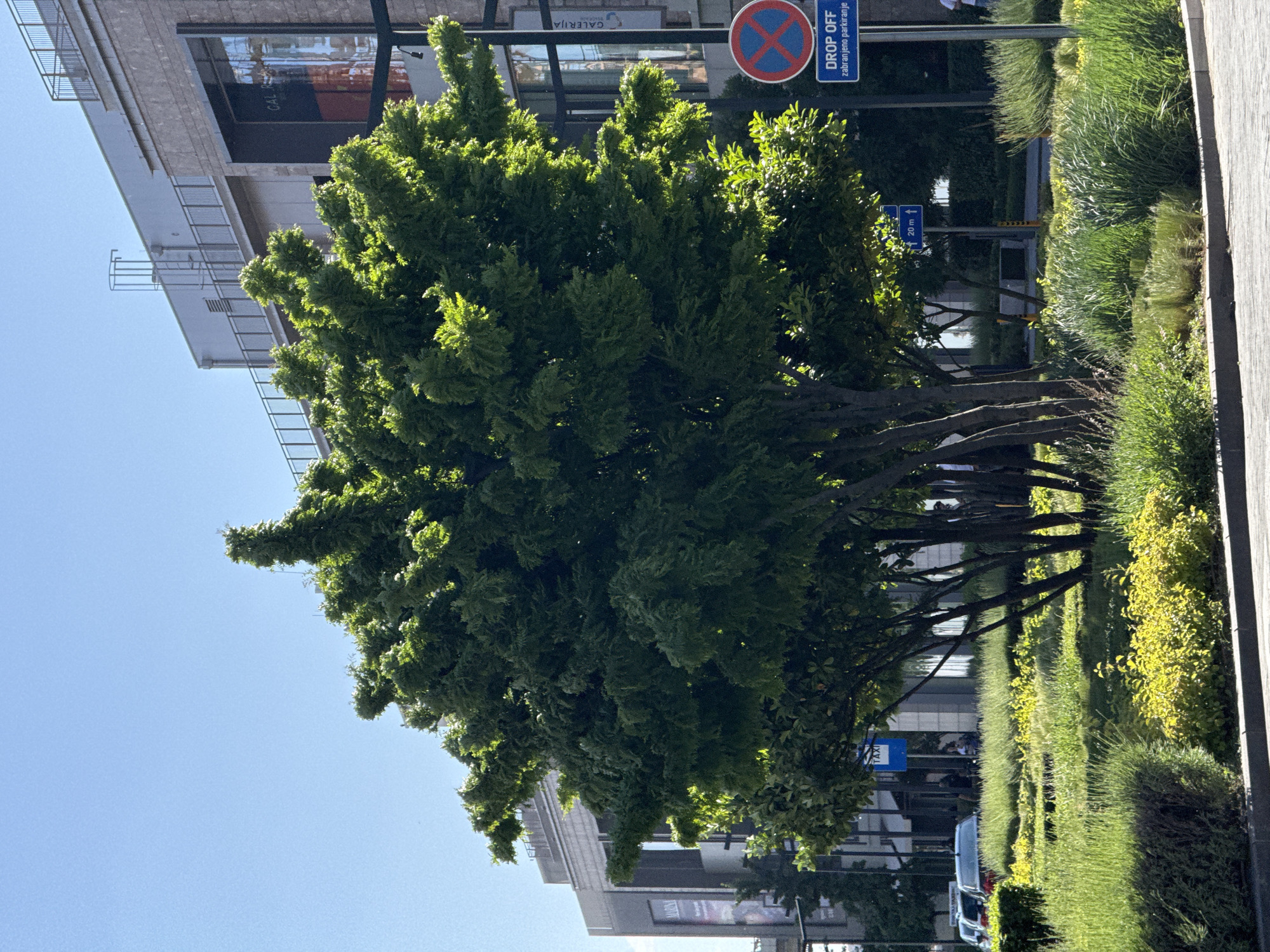 The image captures a scene in Belgrade, Serbia, showing a lush green tree with multiple trunks dominating the foreground. Behind the tree, there is a modern building with glass windows, reflecting the sky. A "DROP OFF" sign, along with a no-parking symbol, is visible, indicating parking regulations in the area. The surrounding landscape includes various types of grass and bushes. The sky is clear and blue. Cars are parked along the road, and a "TAXI" sign is visible. A few people are faintly visible in the background.