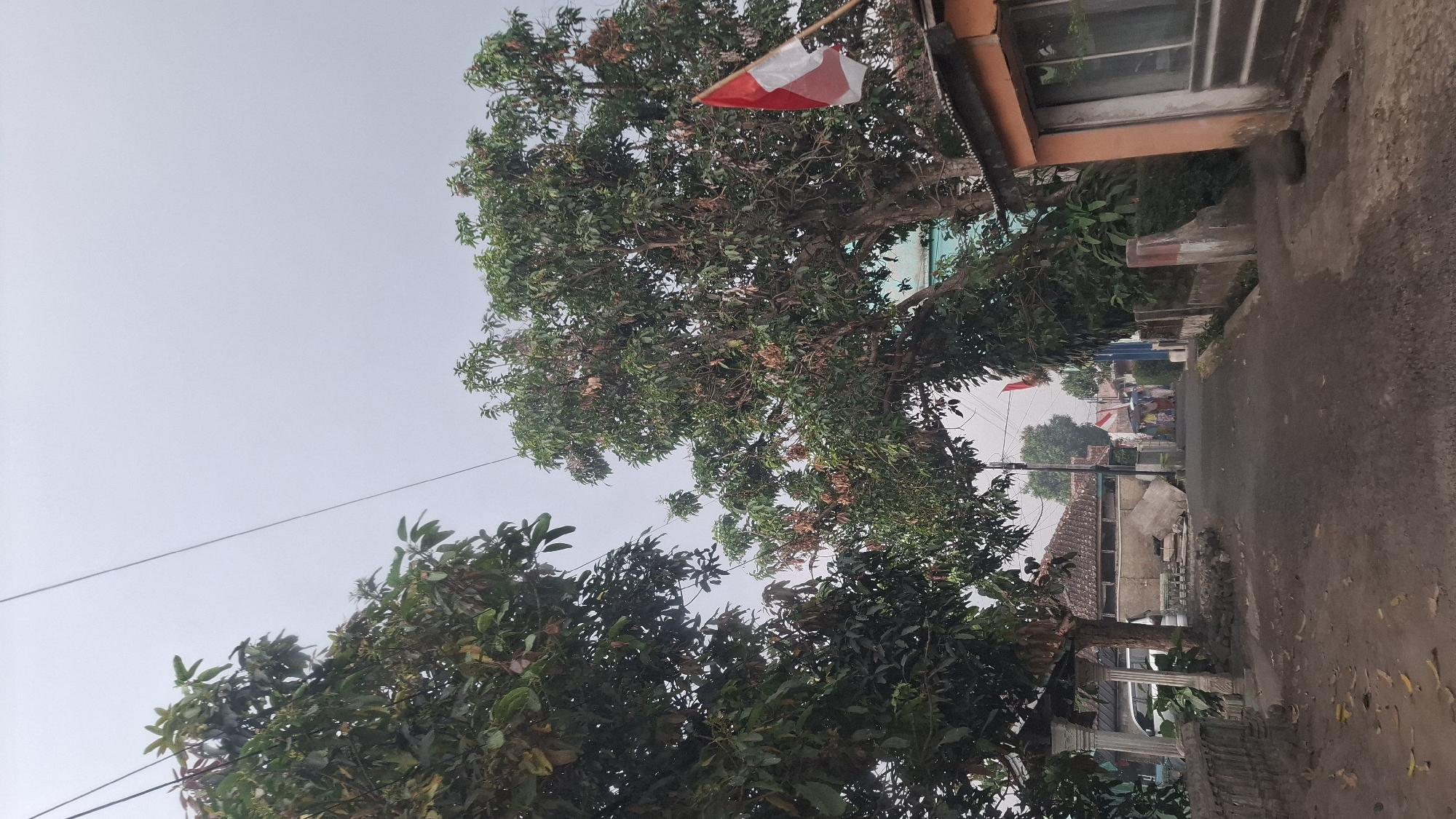 The image depicts a narrow, paved road in a rural or suburban area, possibly in Sukasari, Indonesia, under an overcast sky. Two large trees with dense green foliage frame the view, with the tree on the right displaying some dry, reddish-brown leaves. A red and white Indonesian flag is mounted on a pole on the right side of the road, next to an orange building with a large window.
On the left side of the road, a white vehicle is parked near a building with a white columned structure. Further down the road, several houses with tiled roofs are visible, and a group of people, some carrying umbrellas, are walking away from the camera. The road appears to be a local thoroughfare, with concrete and stone walls lining its sides. Fallen leaves are scattered on the road and the surrounding ground. Power lines are visible crisscrossing the sky. The overall impression is a quiet, everyday scene in a residential area.